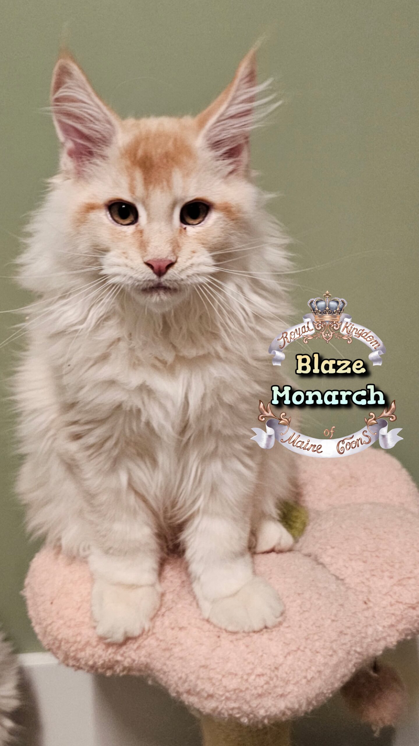 photocollage_202512312659563