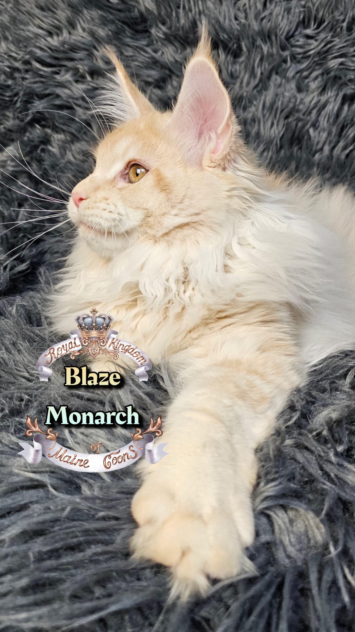 photocollage_202612134334739