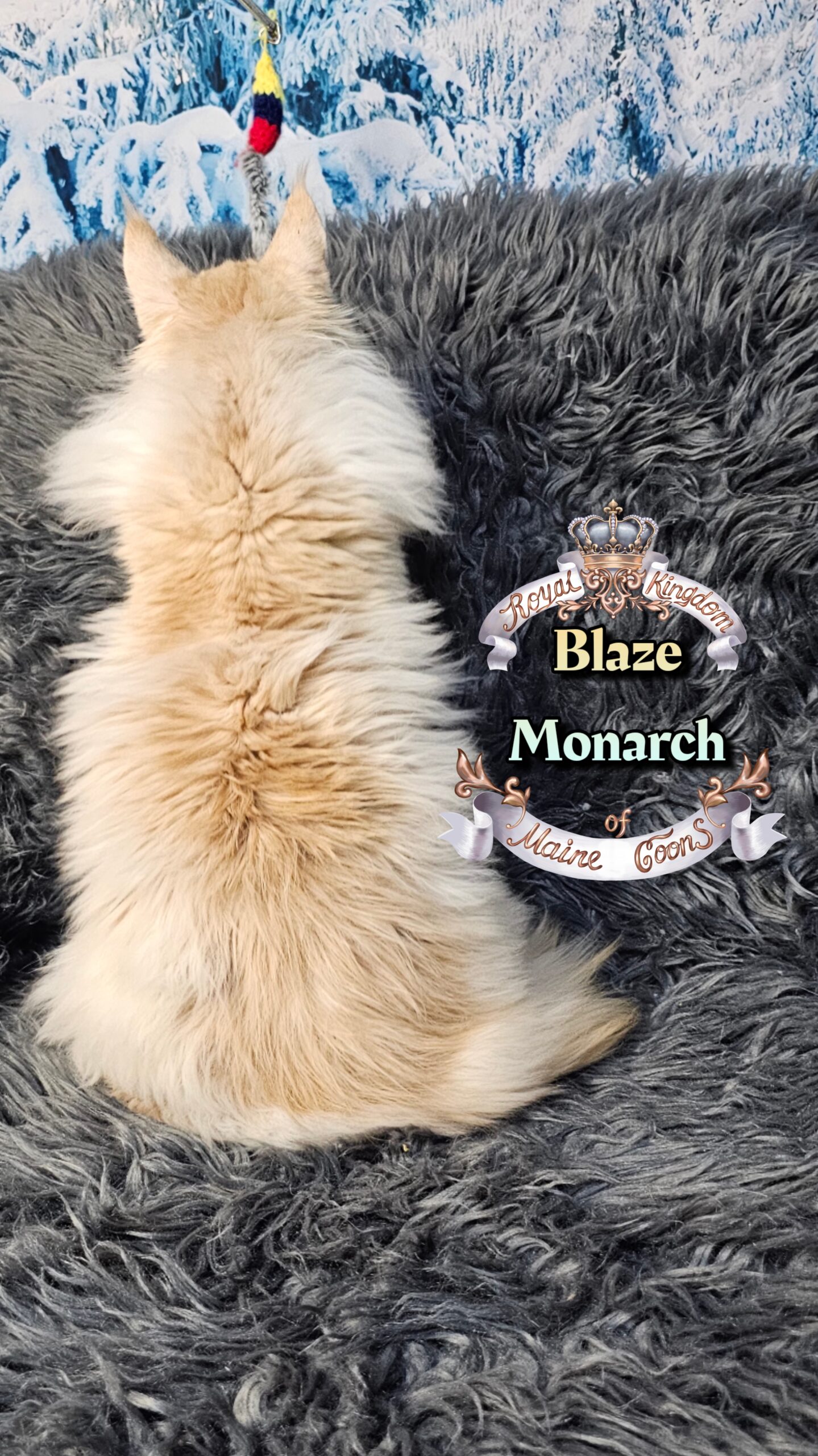 photocollage_20261213438259