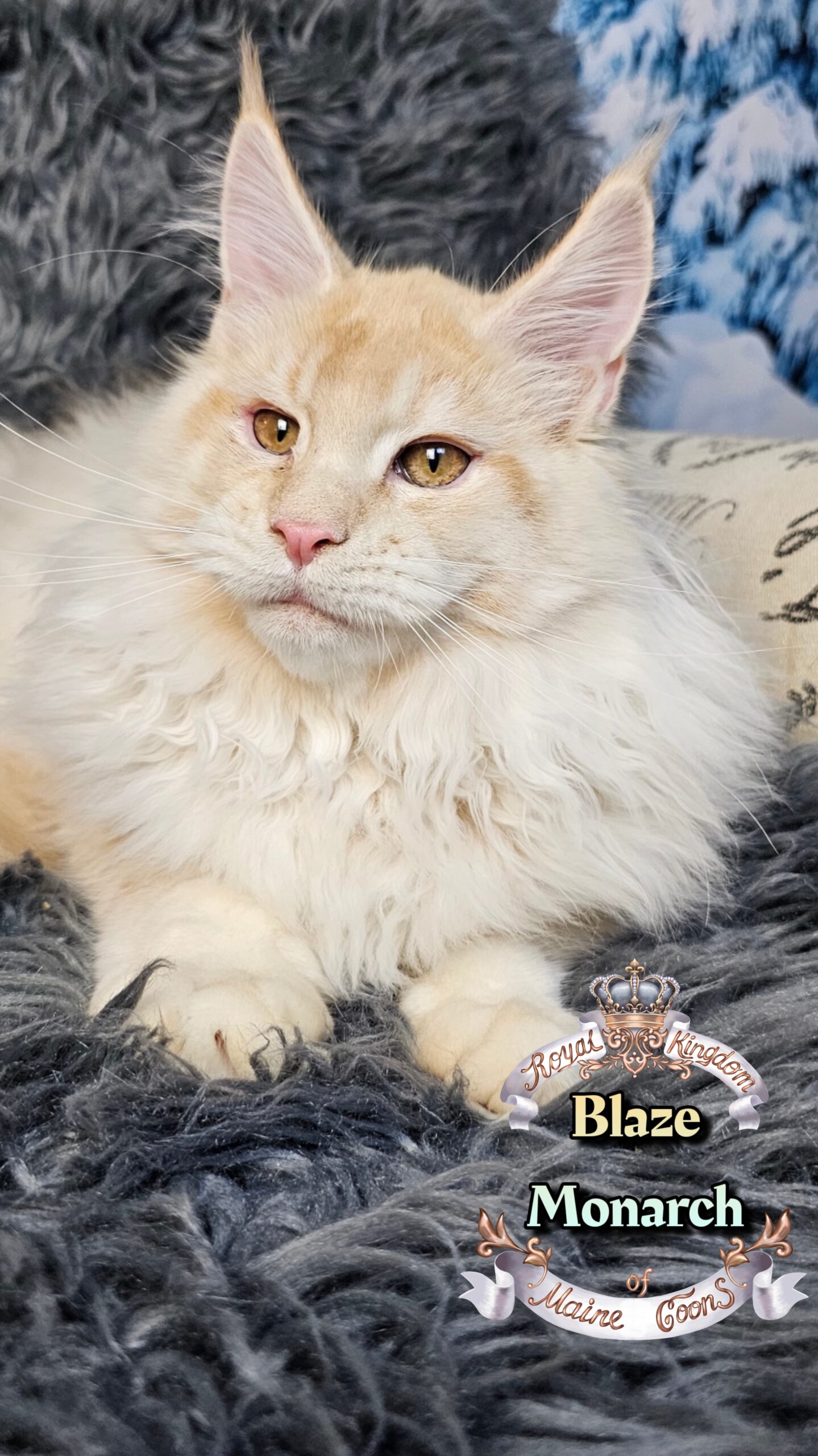 photocollage_202612134439325