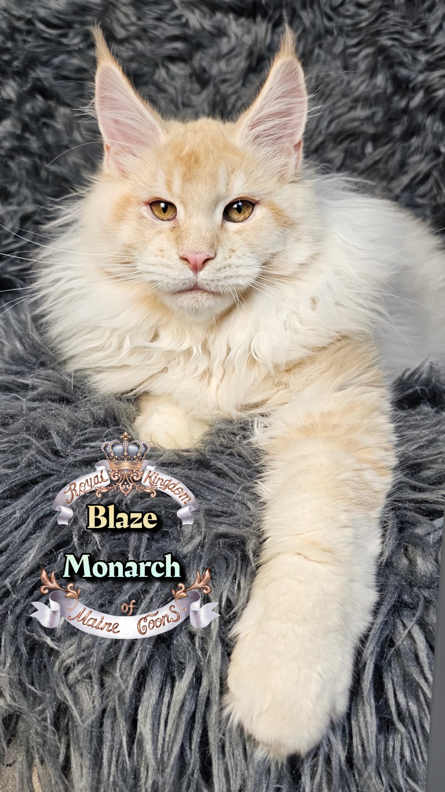 photocollage_202612134540818