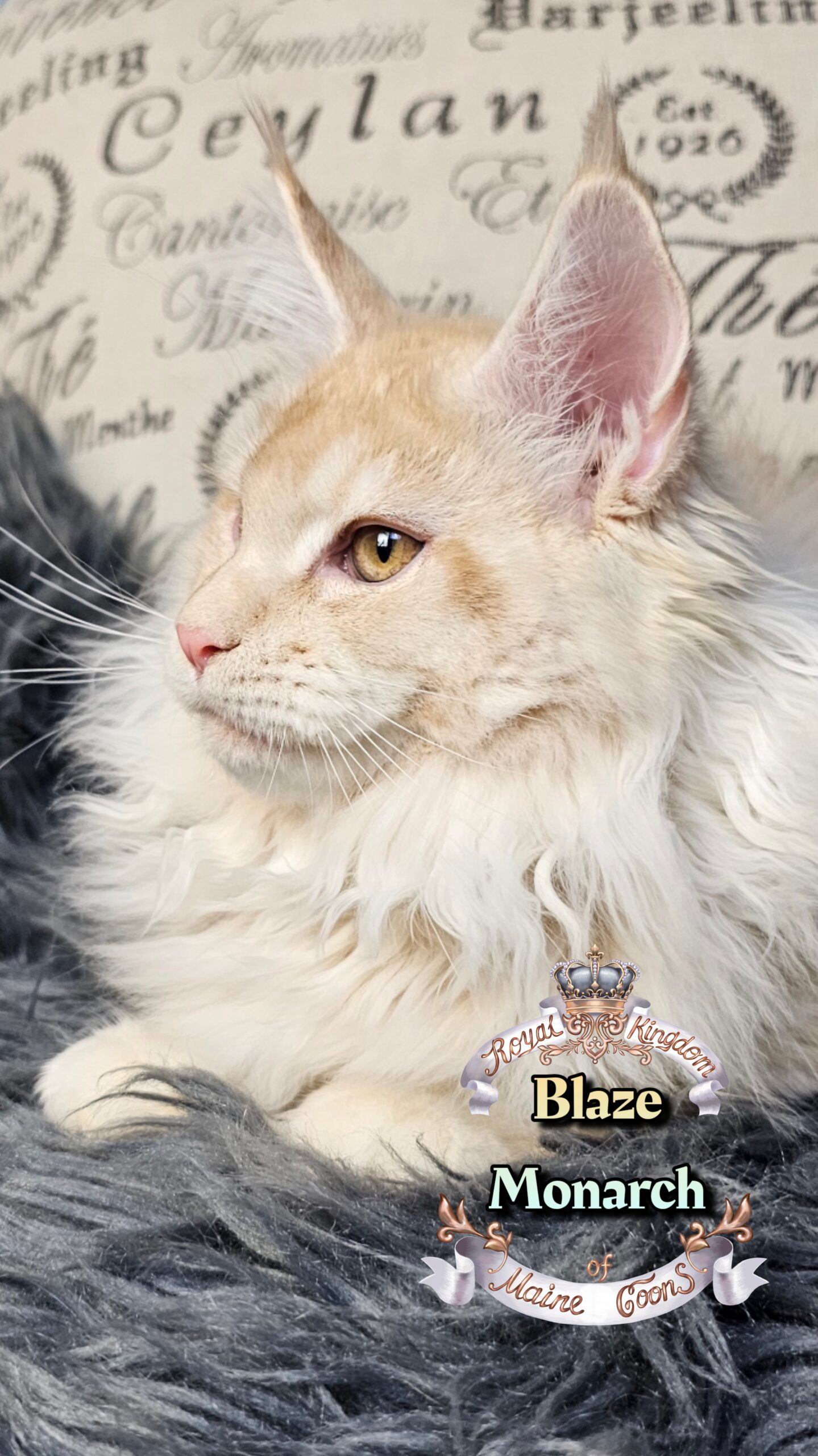 photocollage_202612134645248