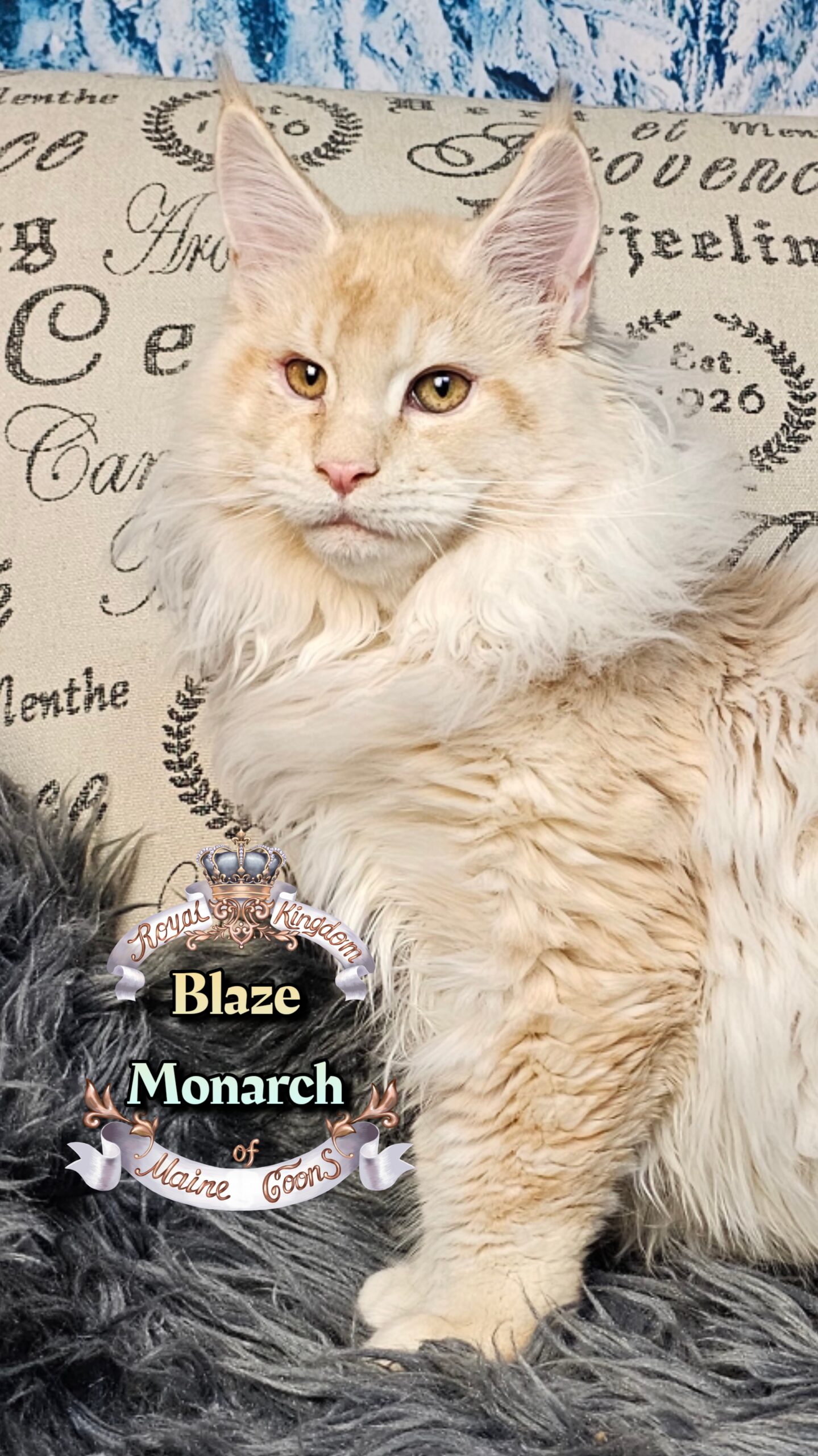 photocollage_202612134725658