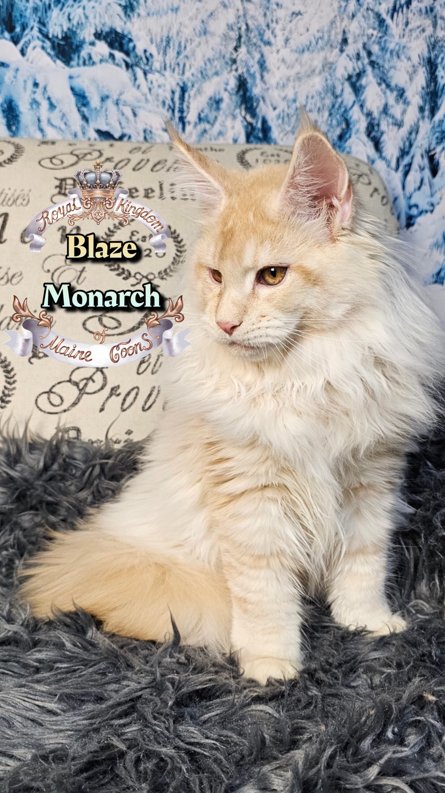 photocollage_202612134811341