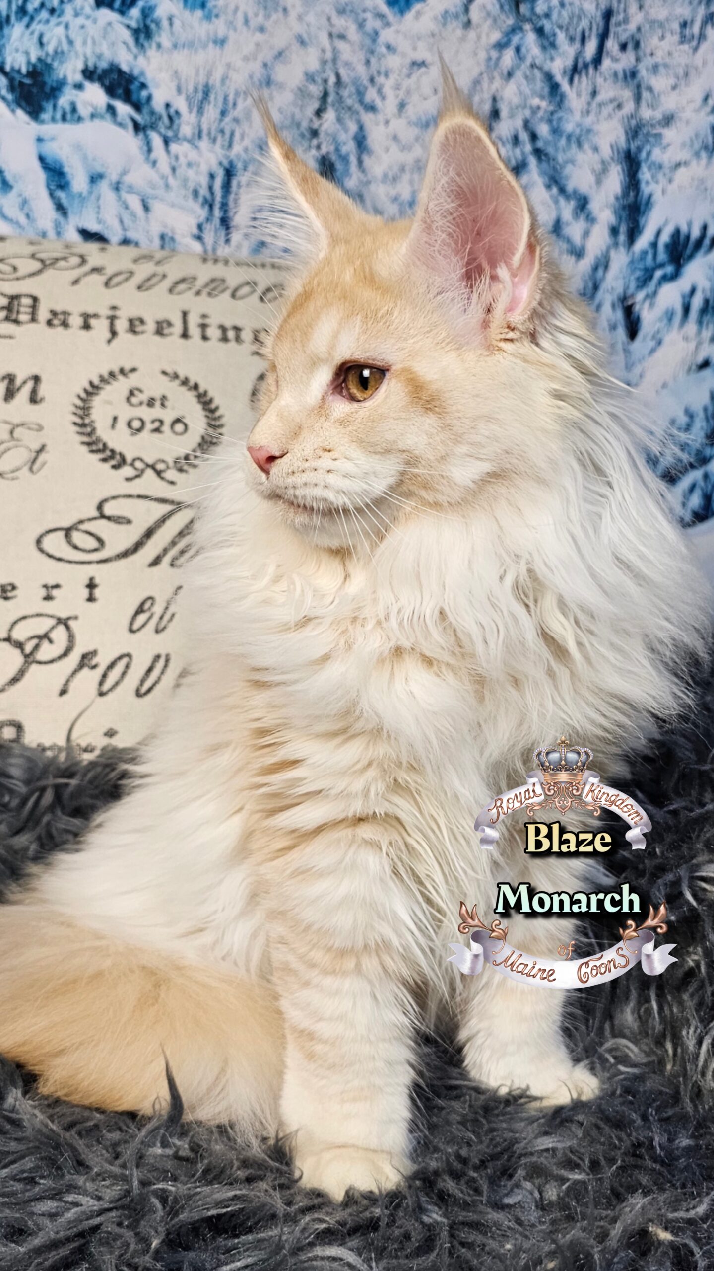 photocollage_202612134839653