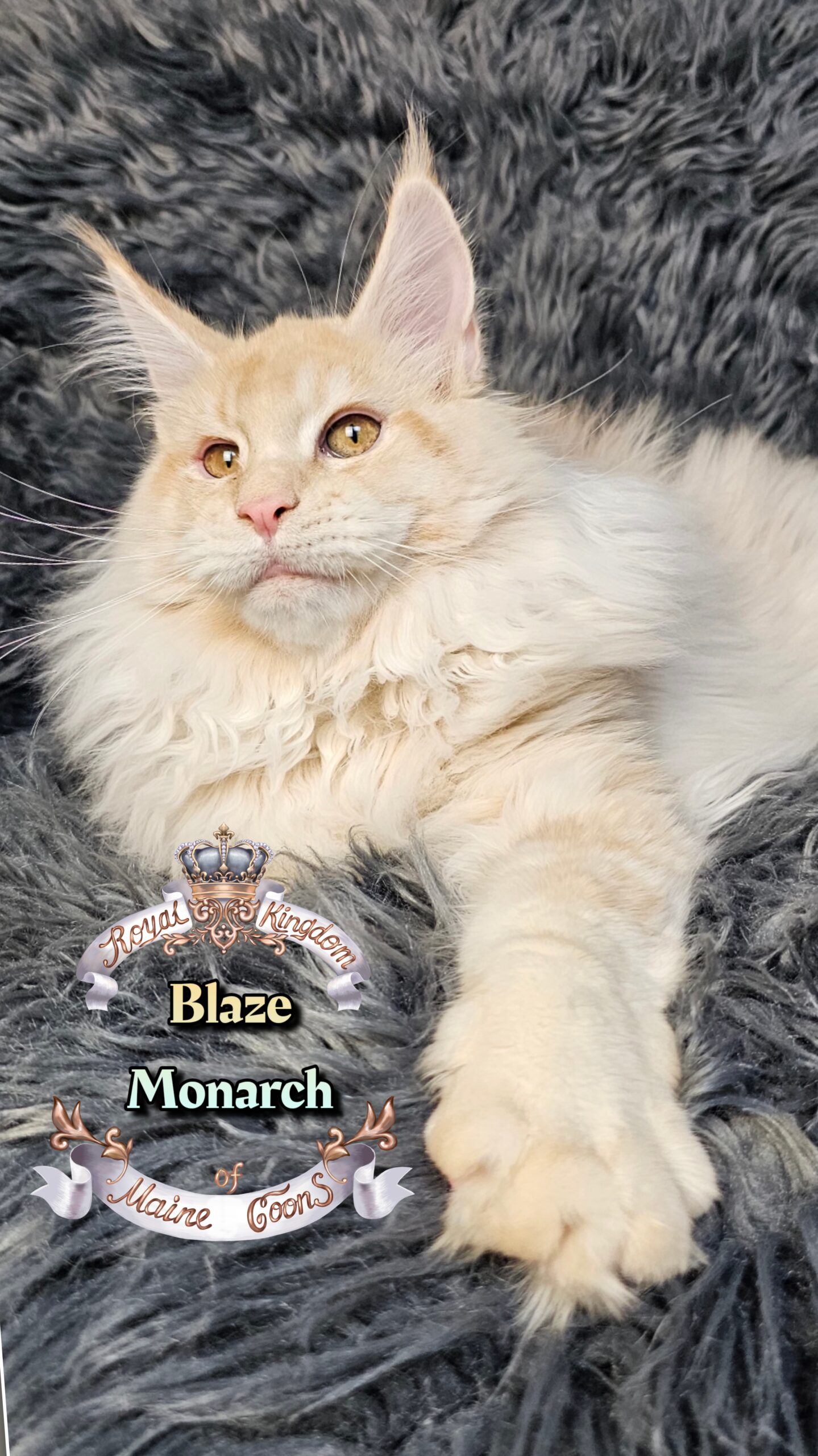 photocollage_20261213490190