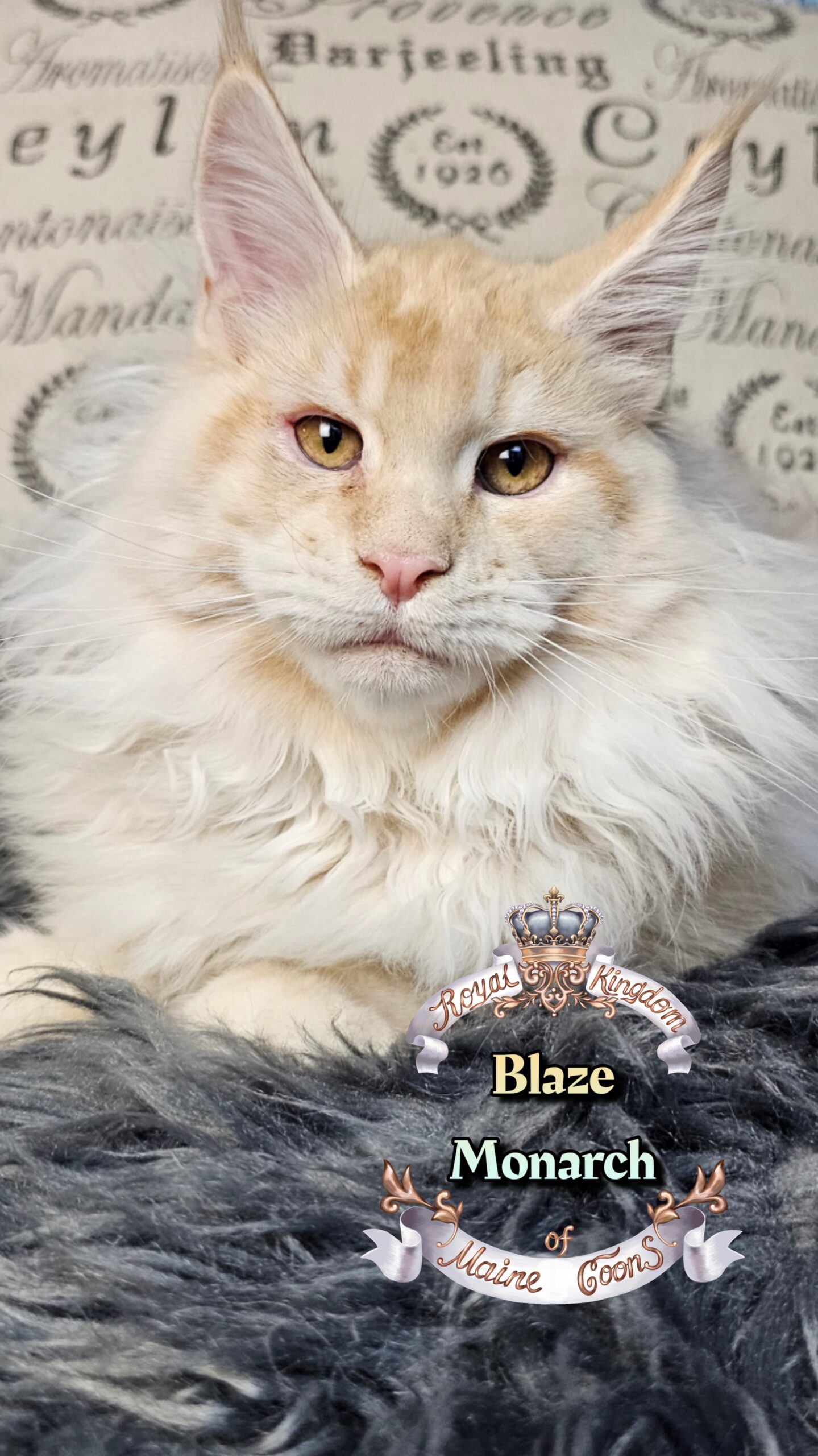 photocollage_202612134952422