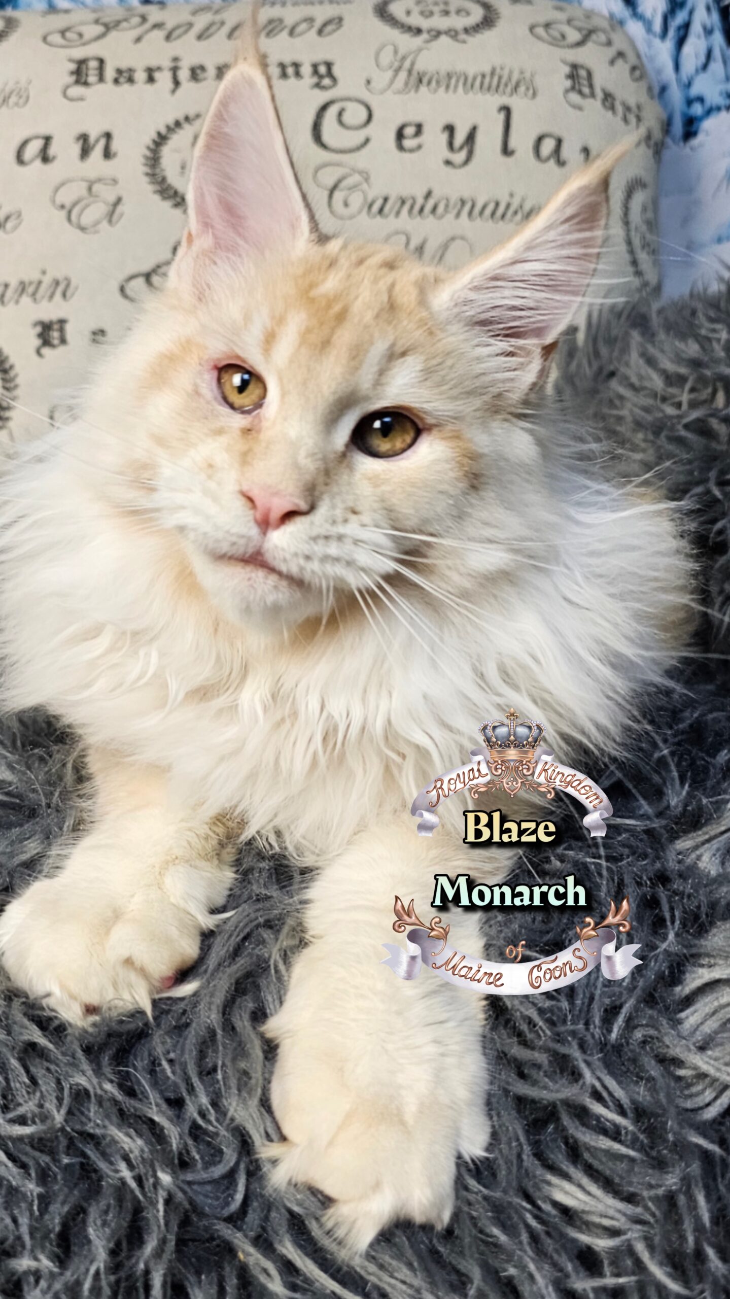 photocollage_202612135024262