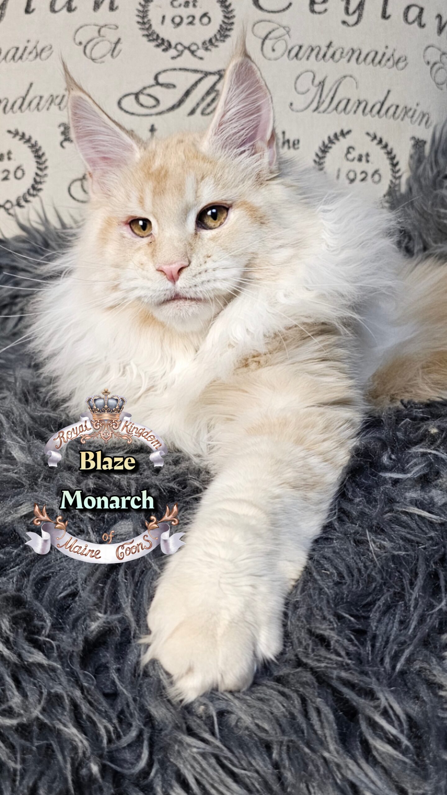 photocollage_202612135042293