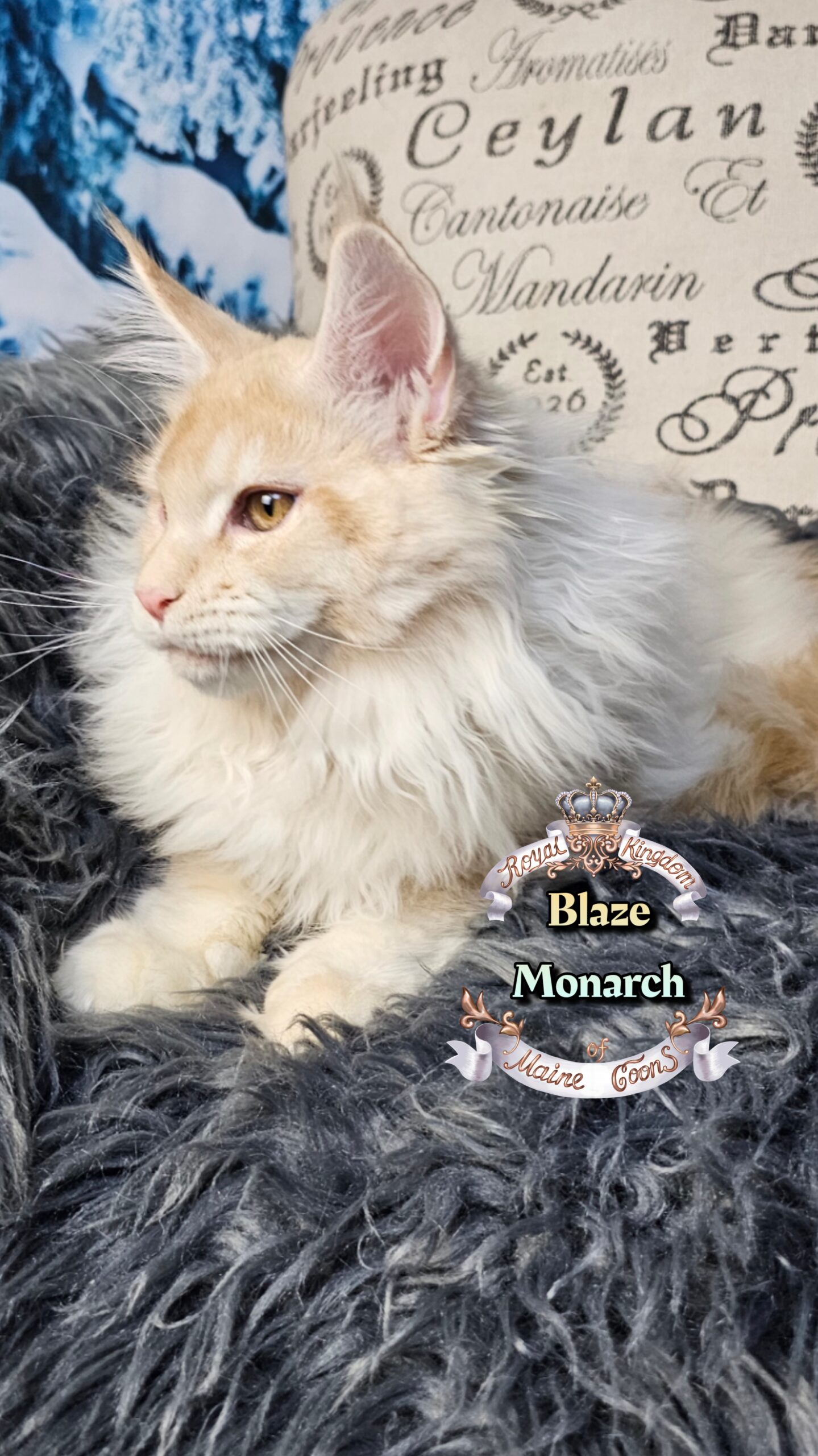 photocollage_202612135057718