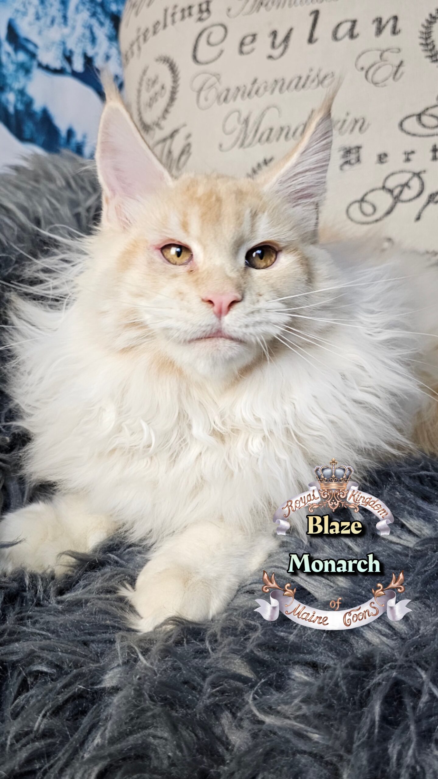 photocollage_202612135110979