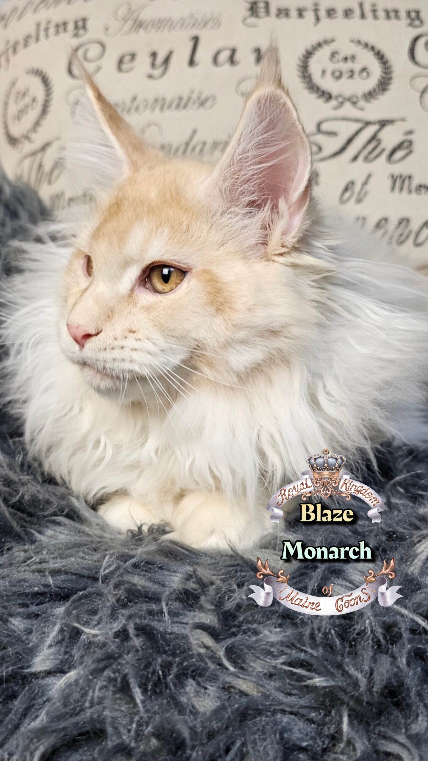 photocollage_202612135122178