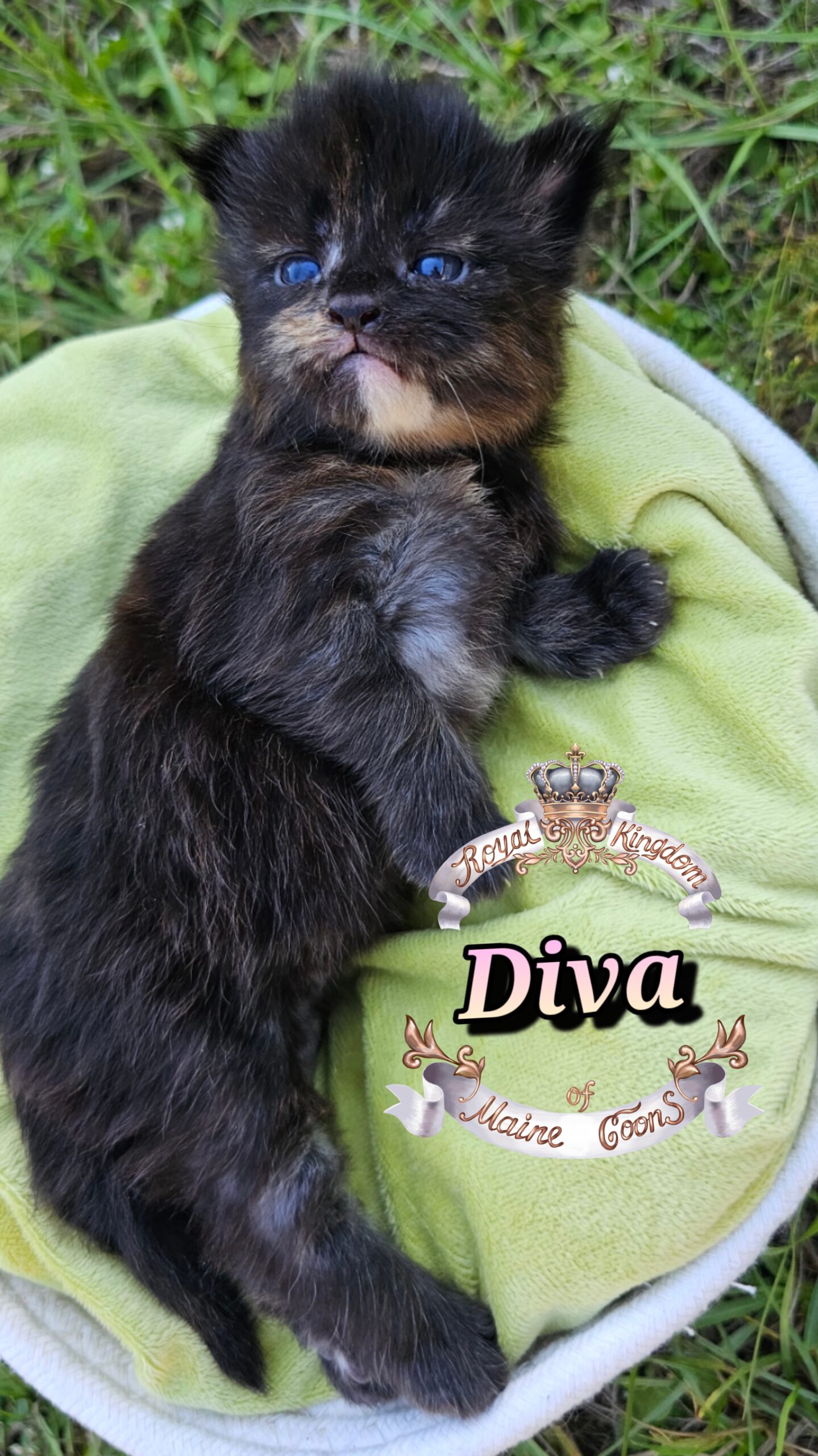 photocollage_2025101318113941