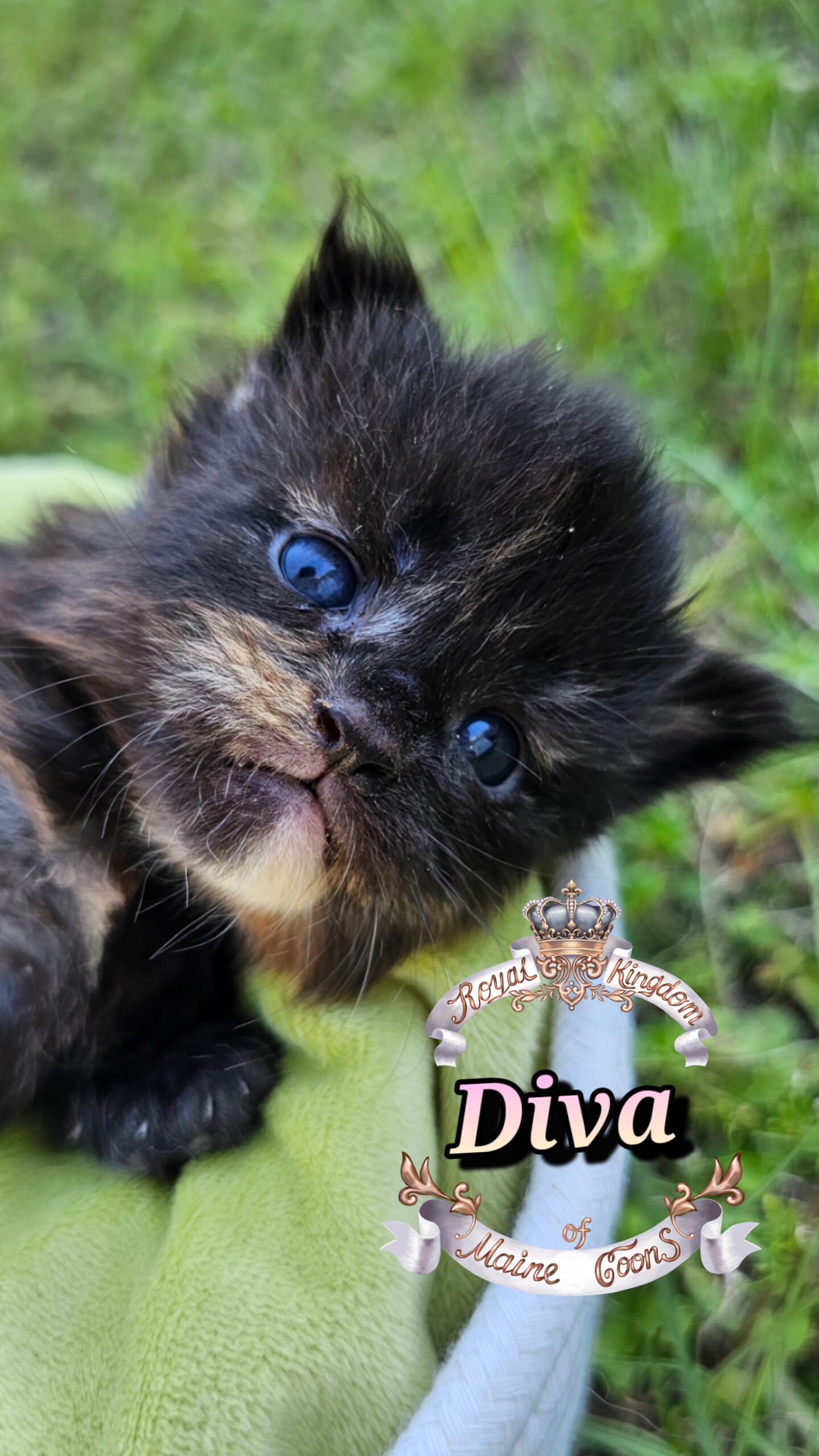 photocollage_20251013181339624