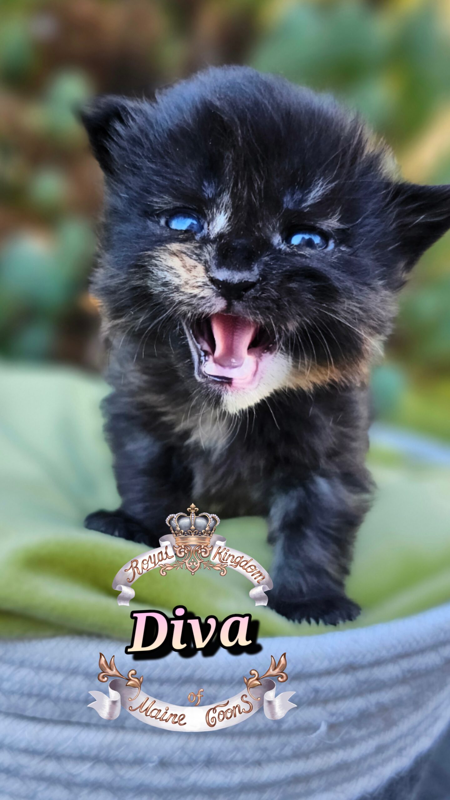 photocollage_20251013181548264