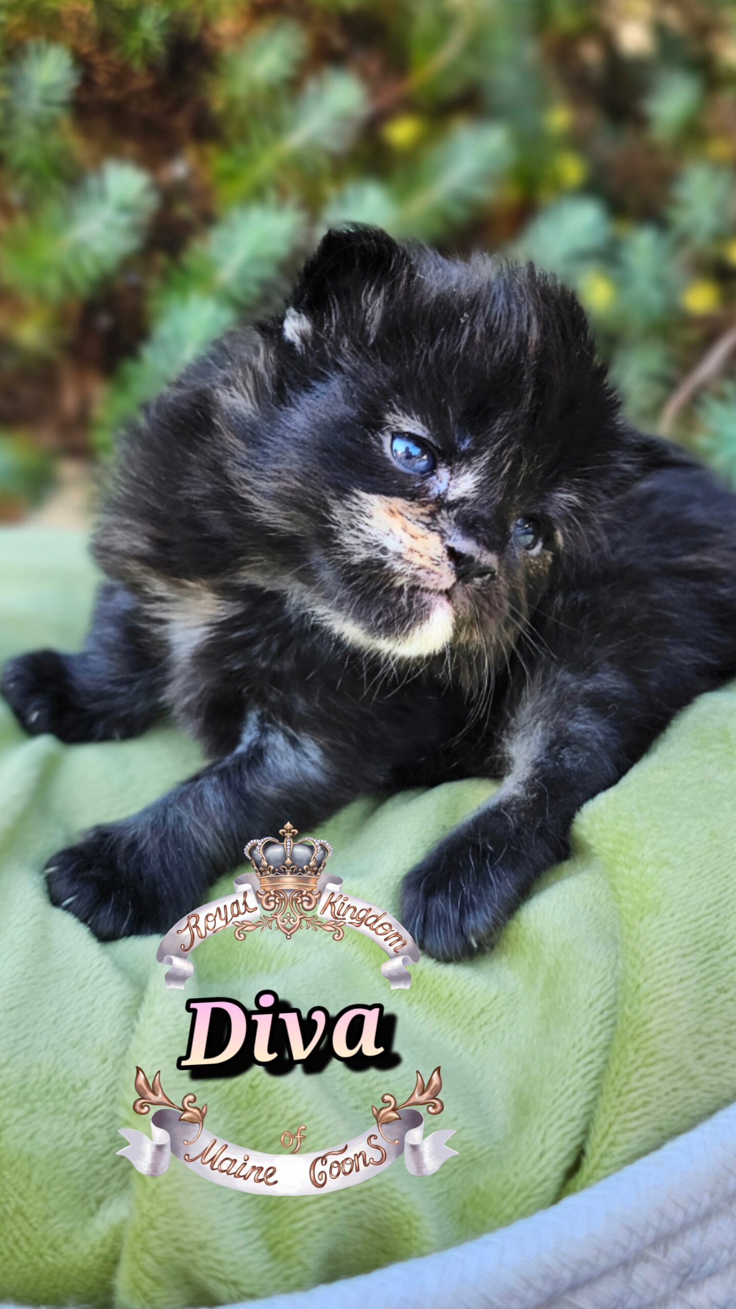 photocollage_20251013181610935