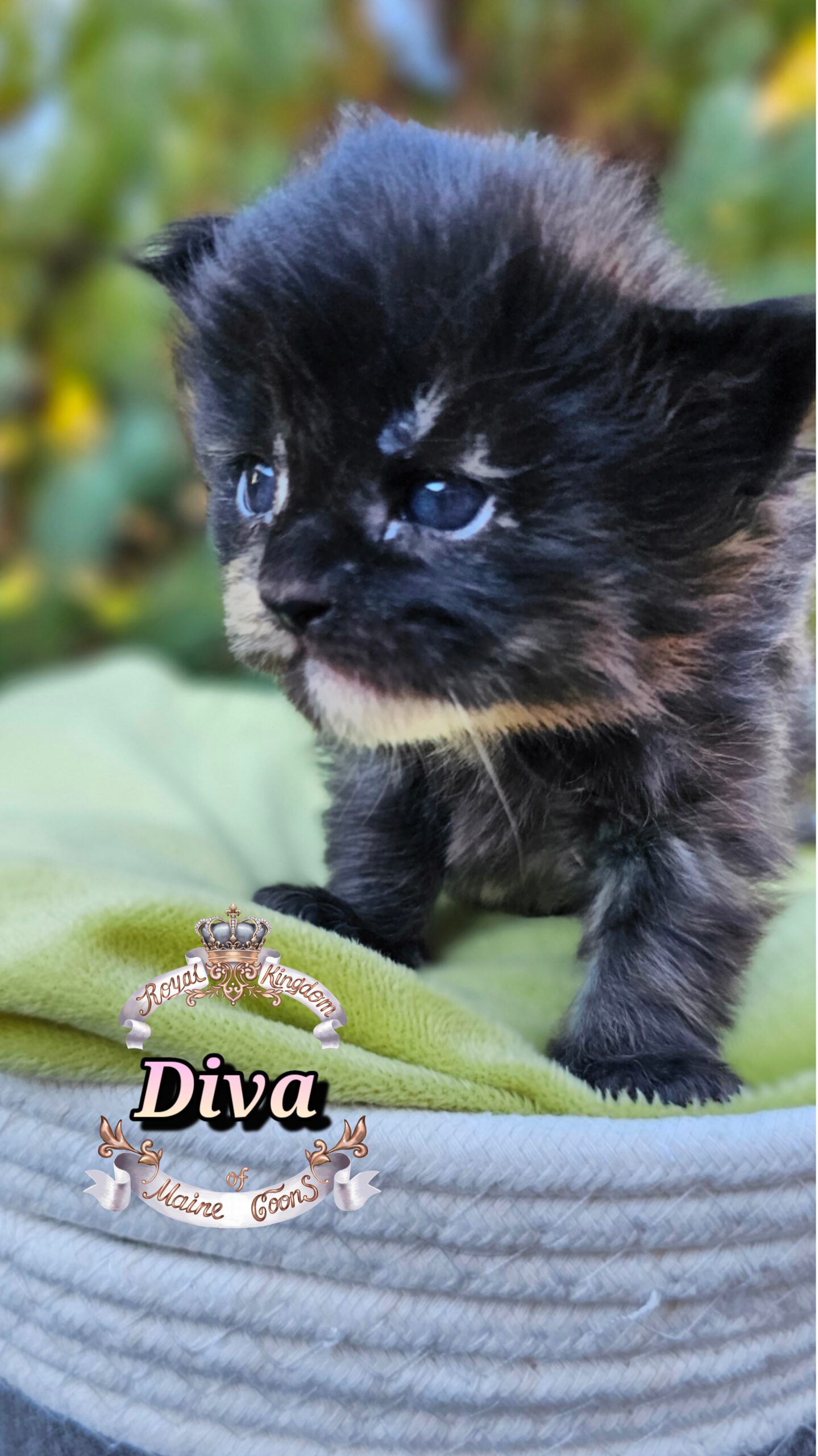 photocollage_20251013181728685