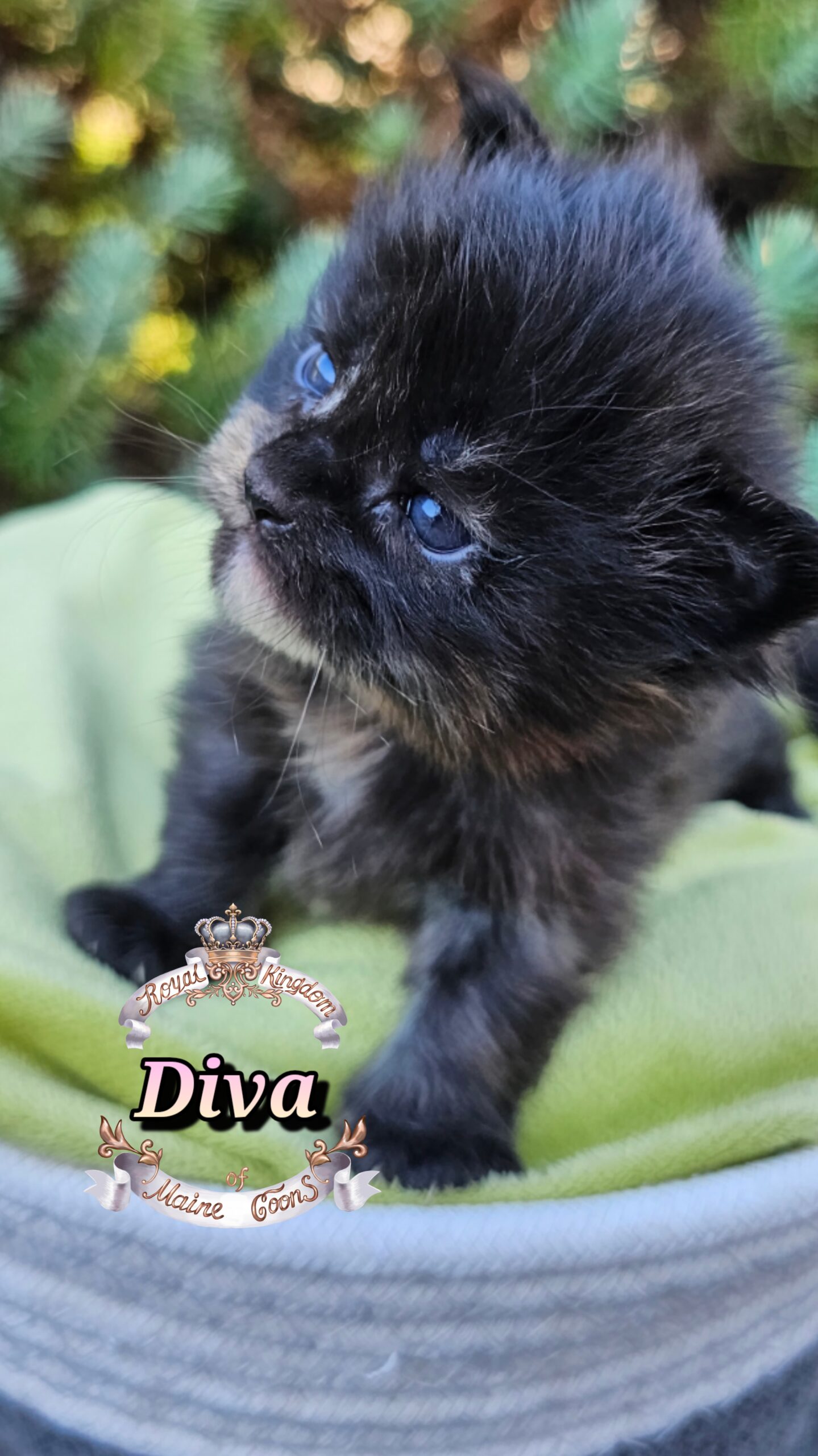 photocollage_20251013181741100