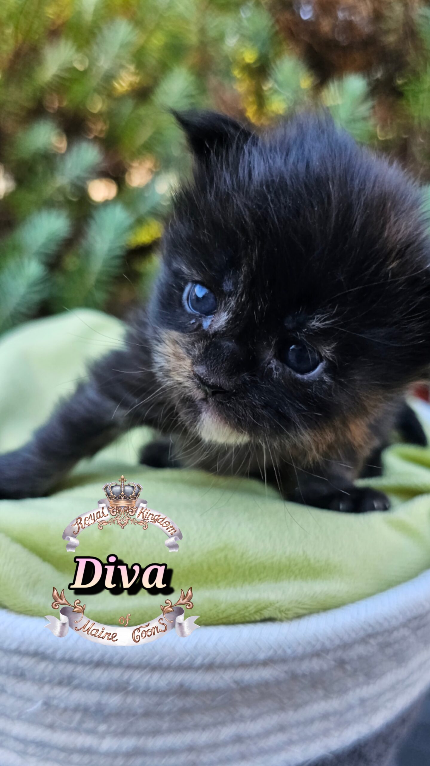 photocollage_20251013181826905