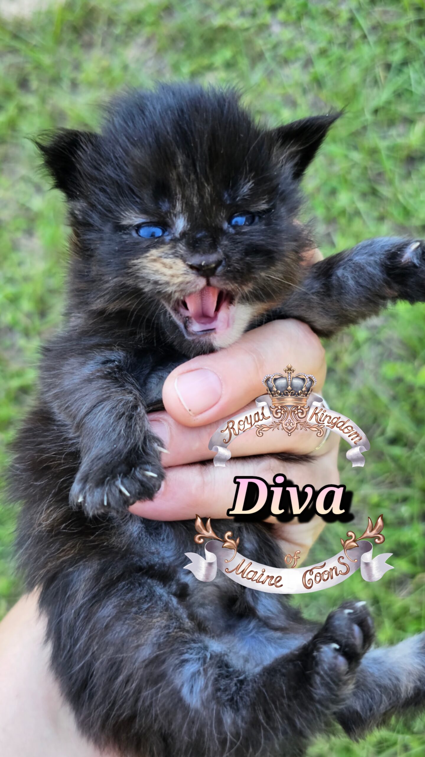 photocollage_2025101318222592