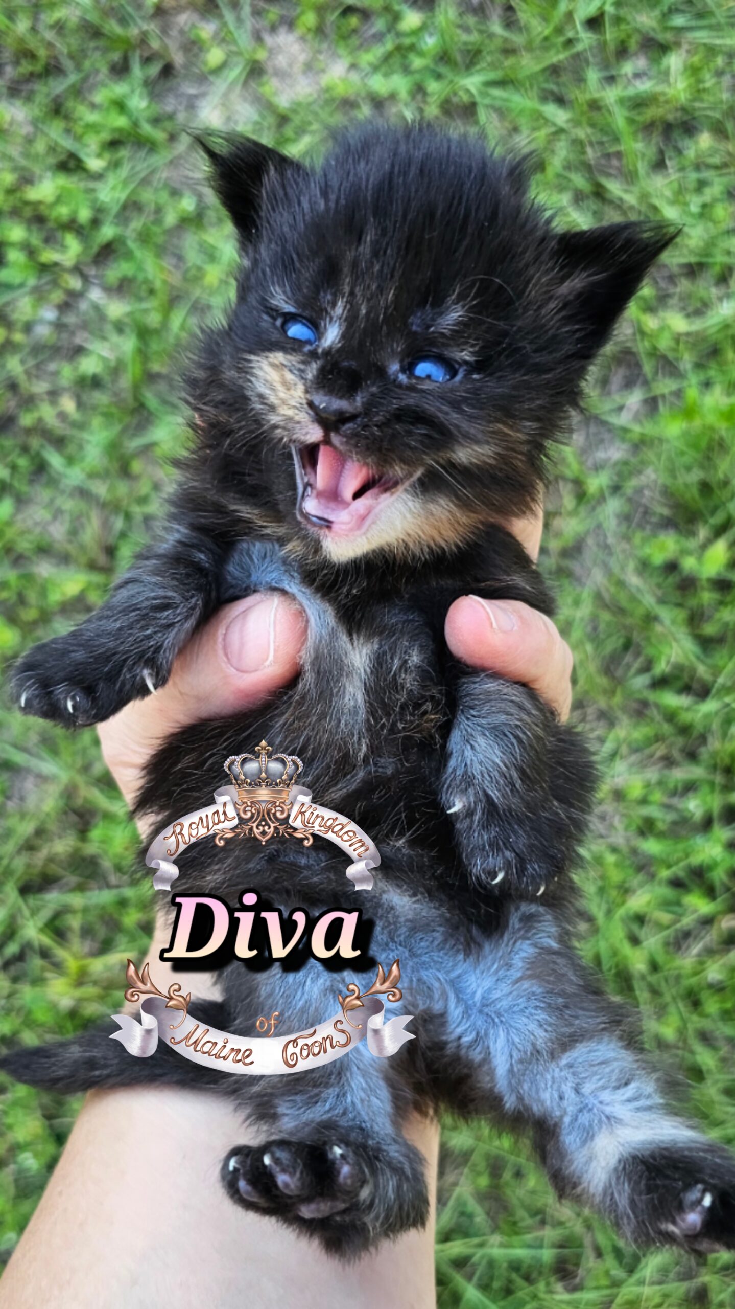 photocollage_20251013182355969