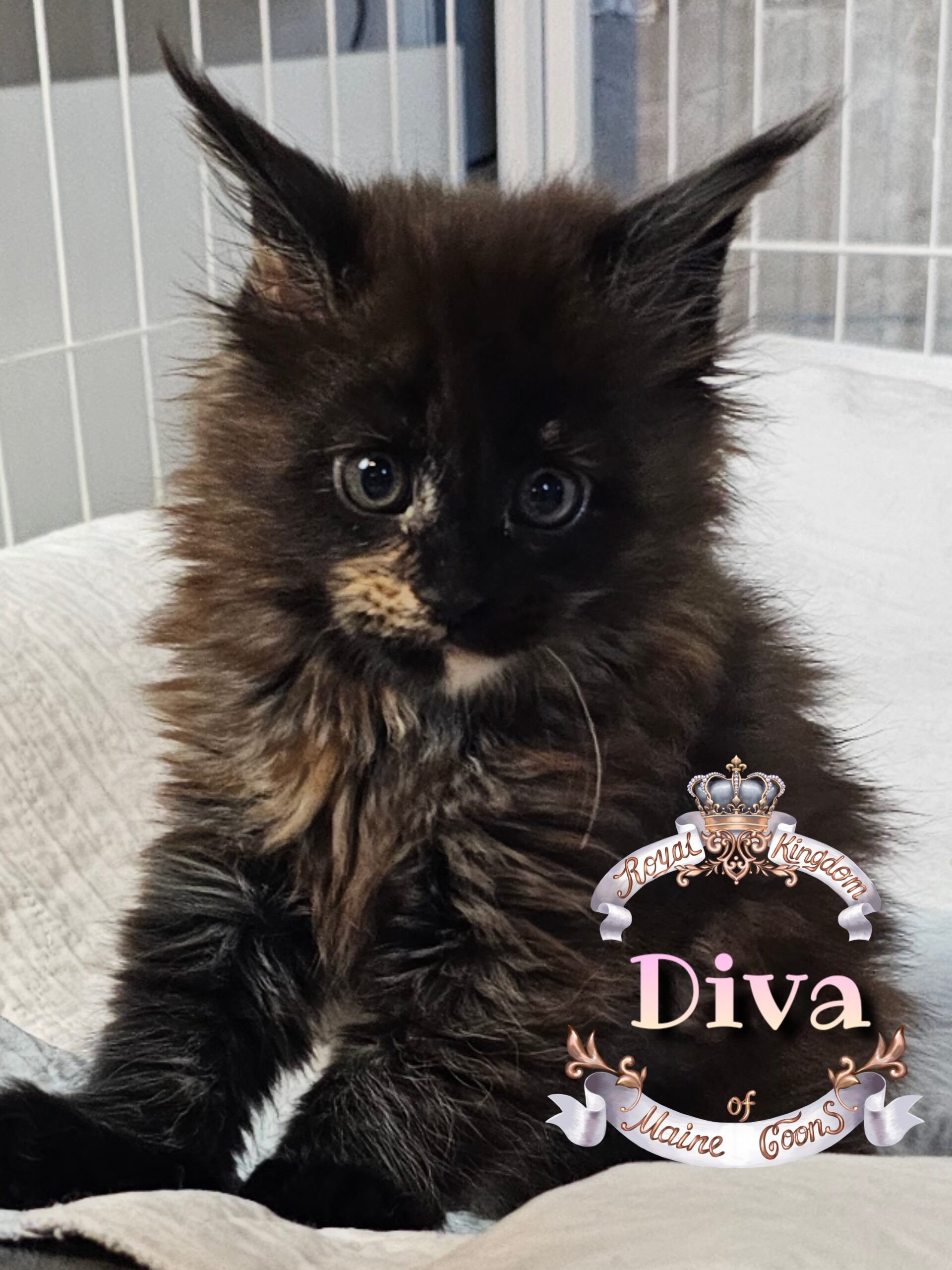 photocollage_20251210636614