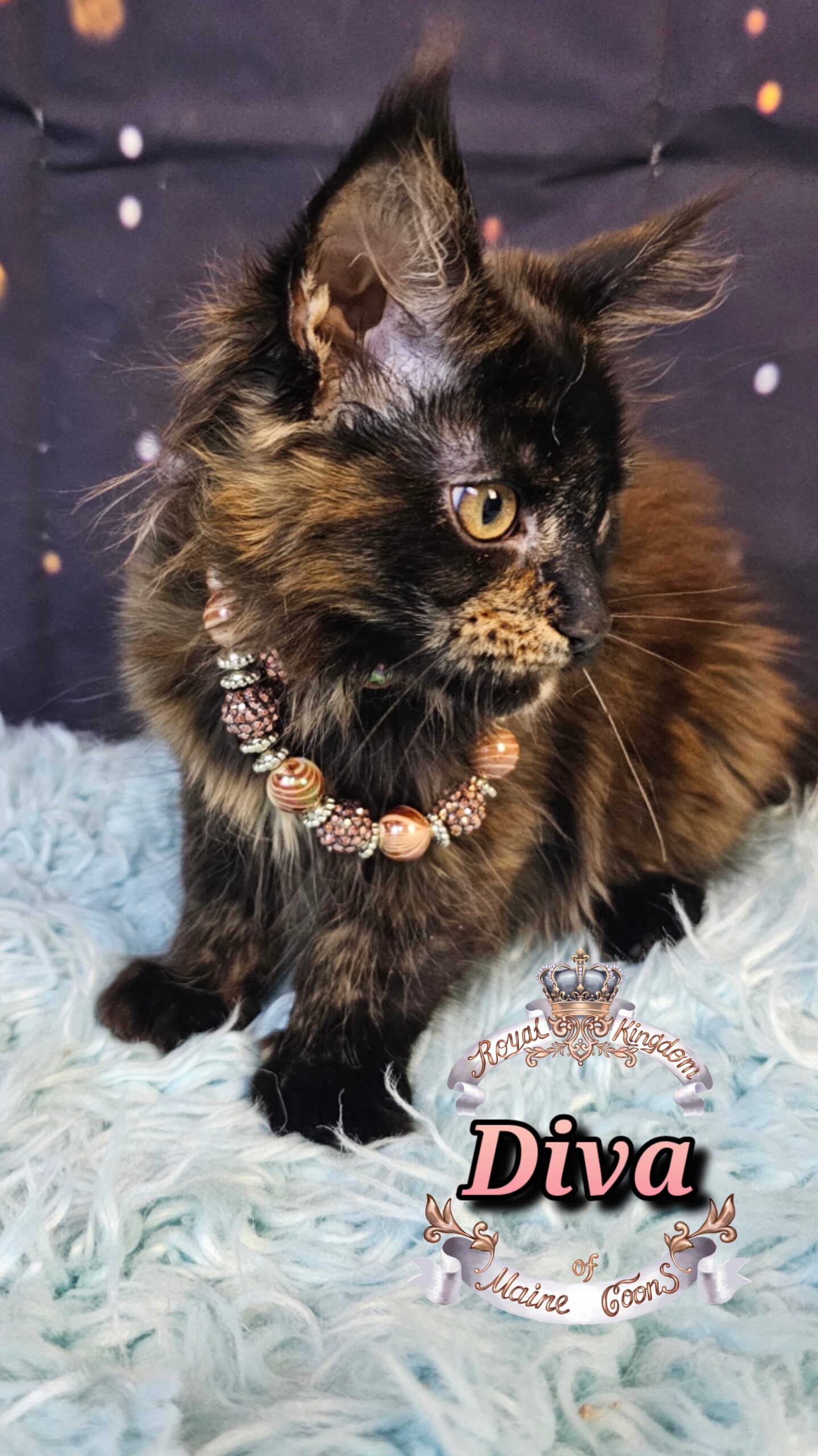 photocollage_20261213134360