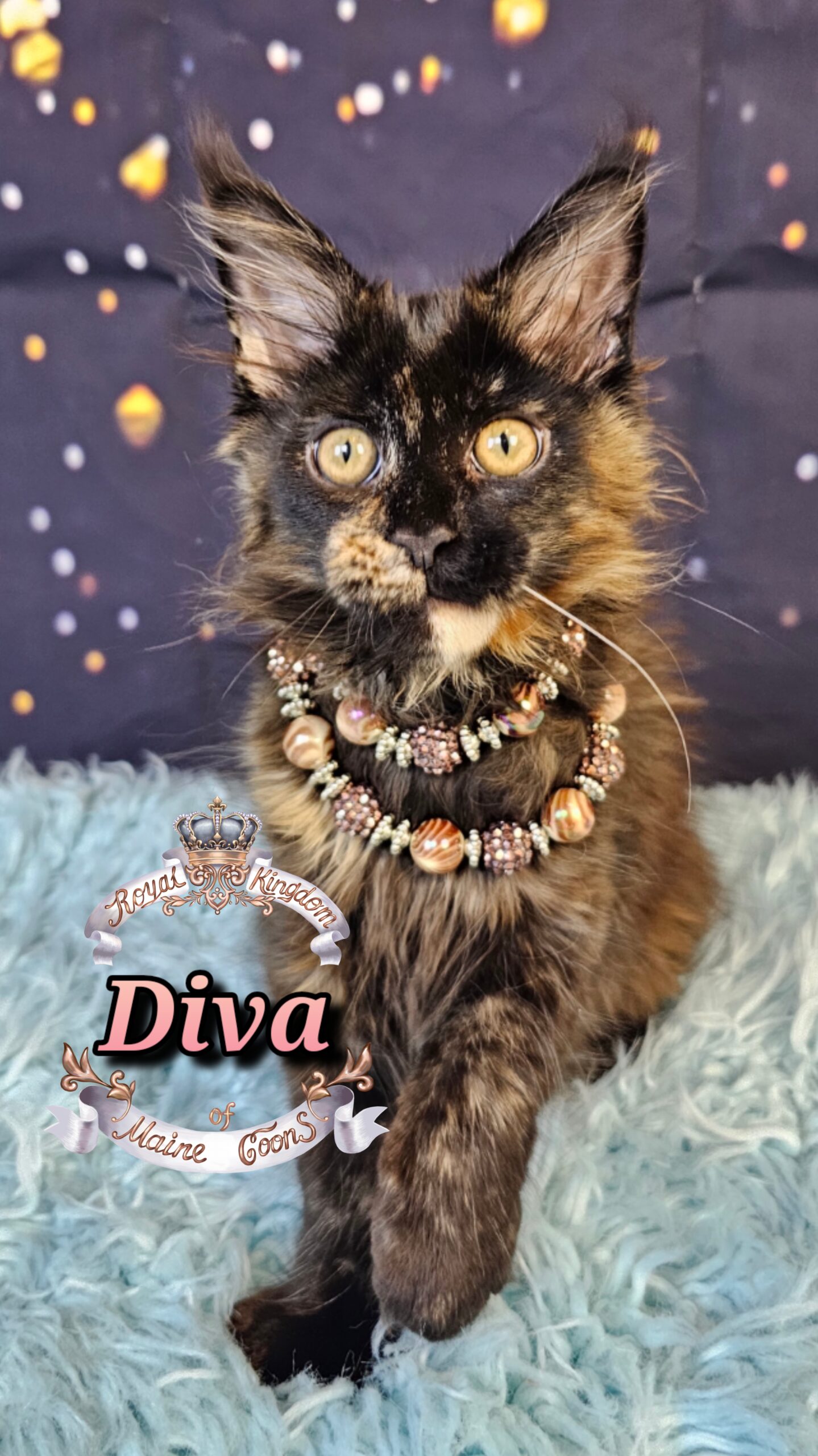 photocollage_20261213151713