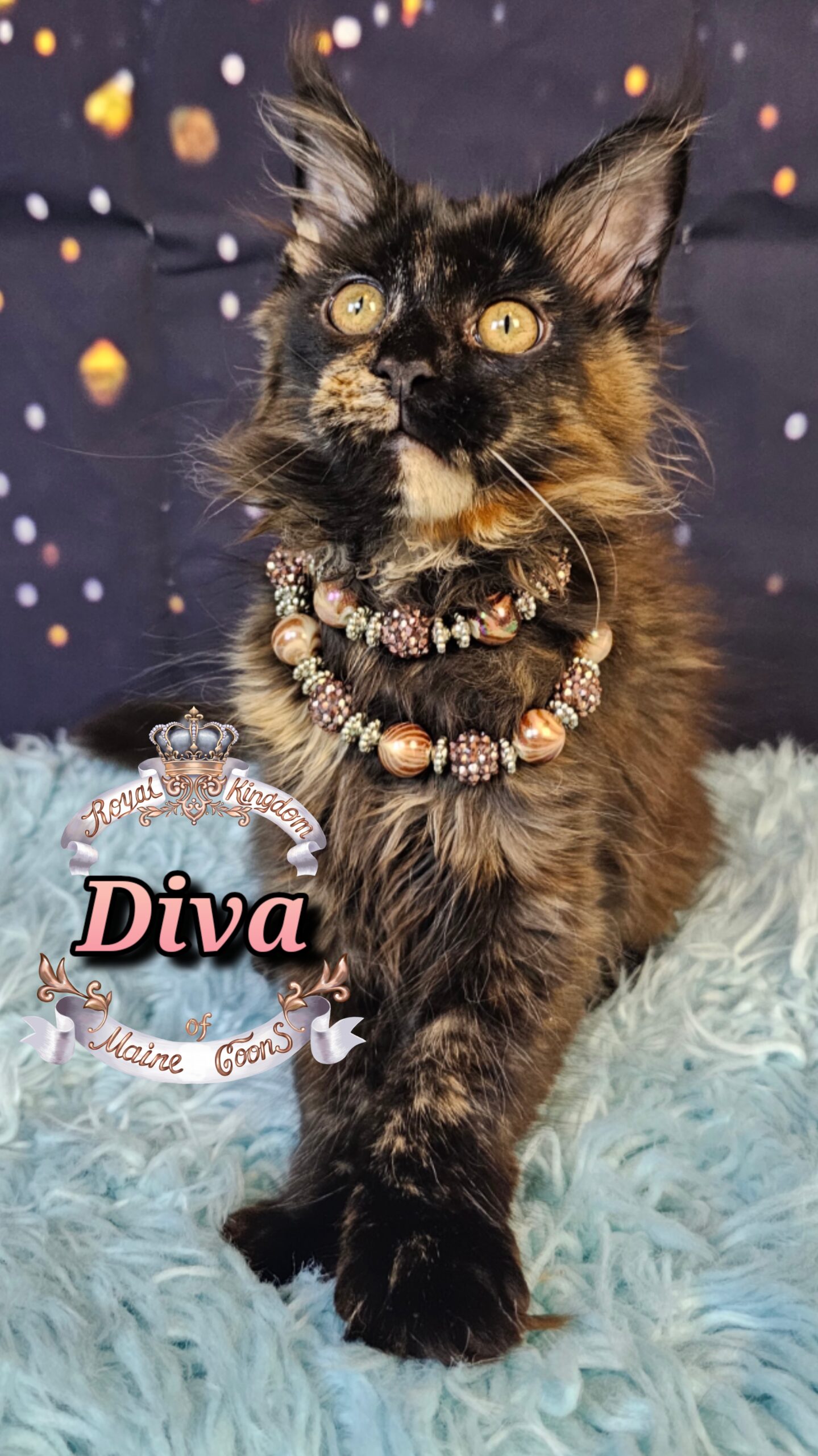 photocollage_20261213215148