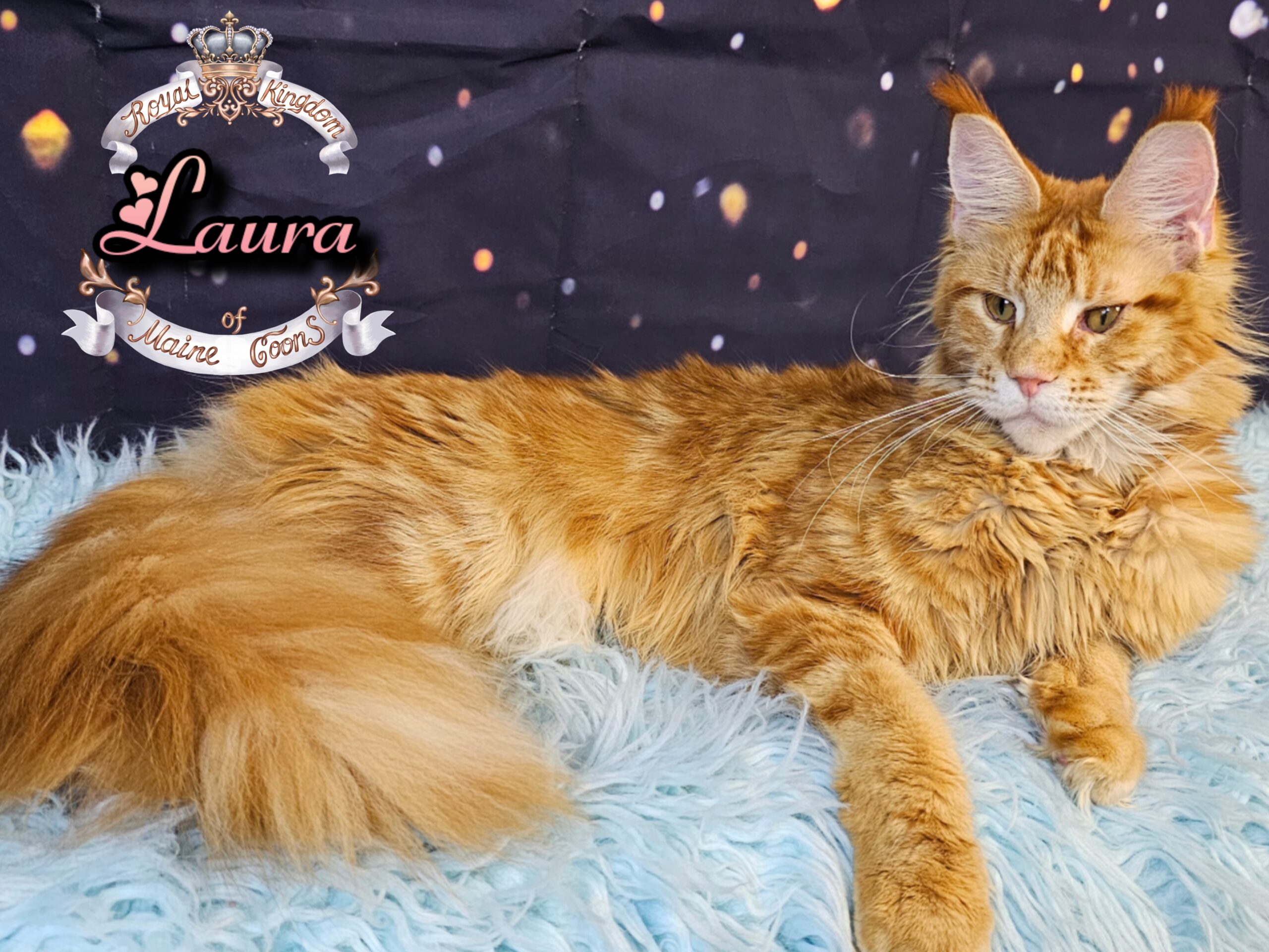 photocollage_2026121240826