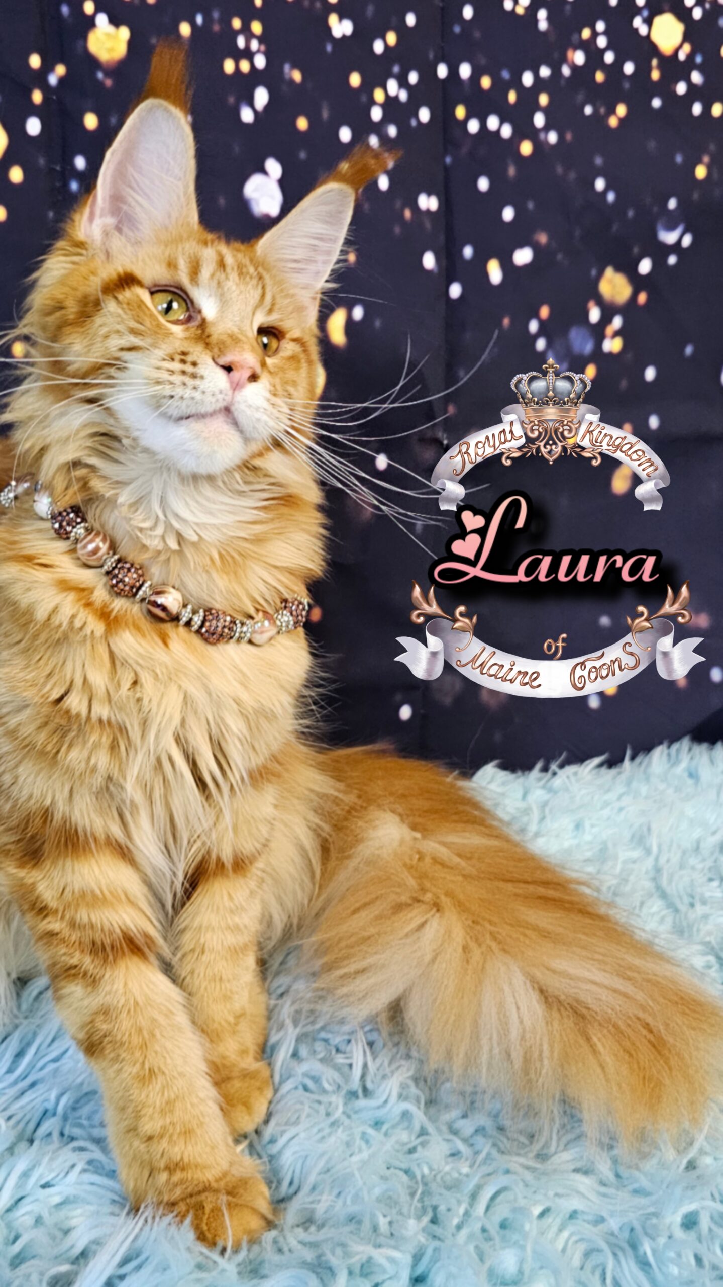 photocollage_20261212524638