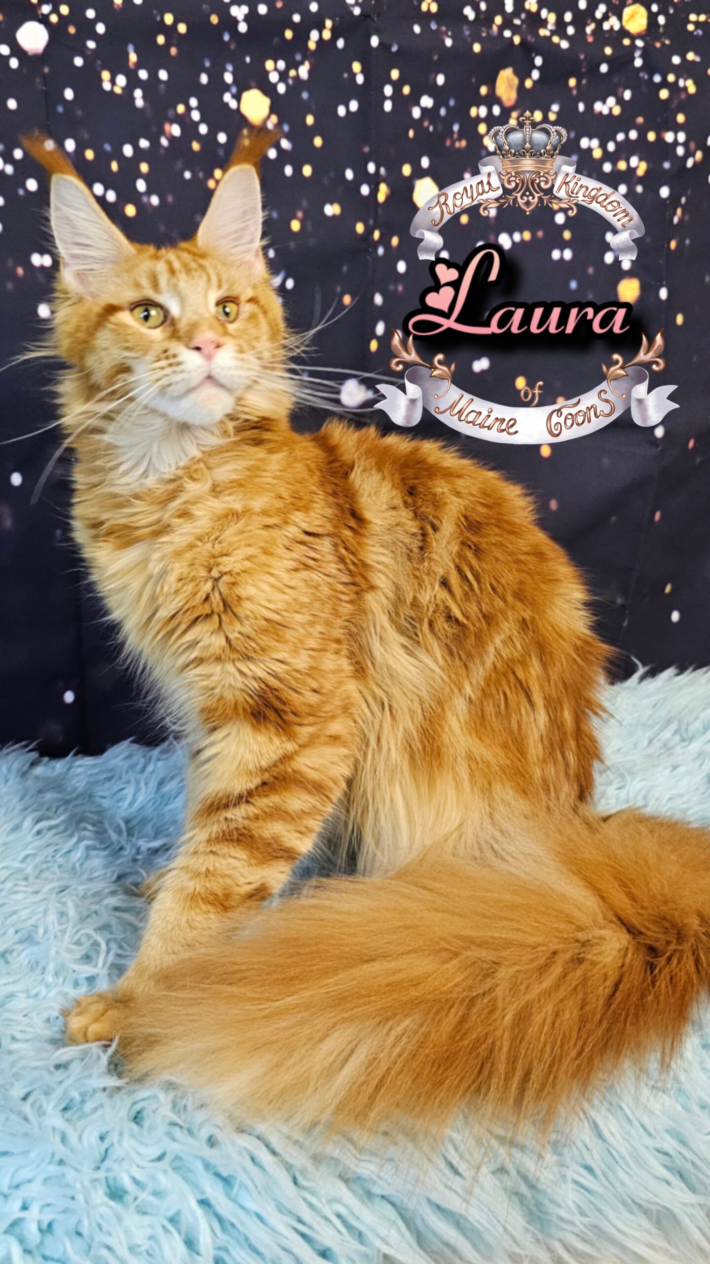 photocollage_20261212553691