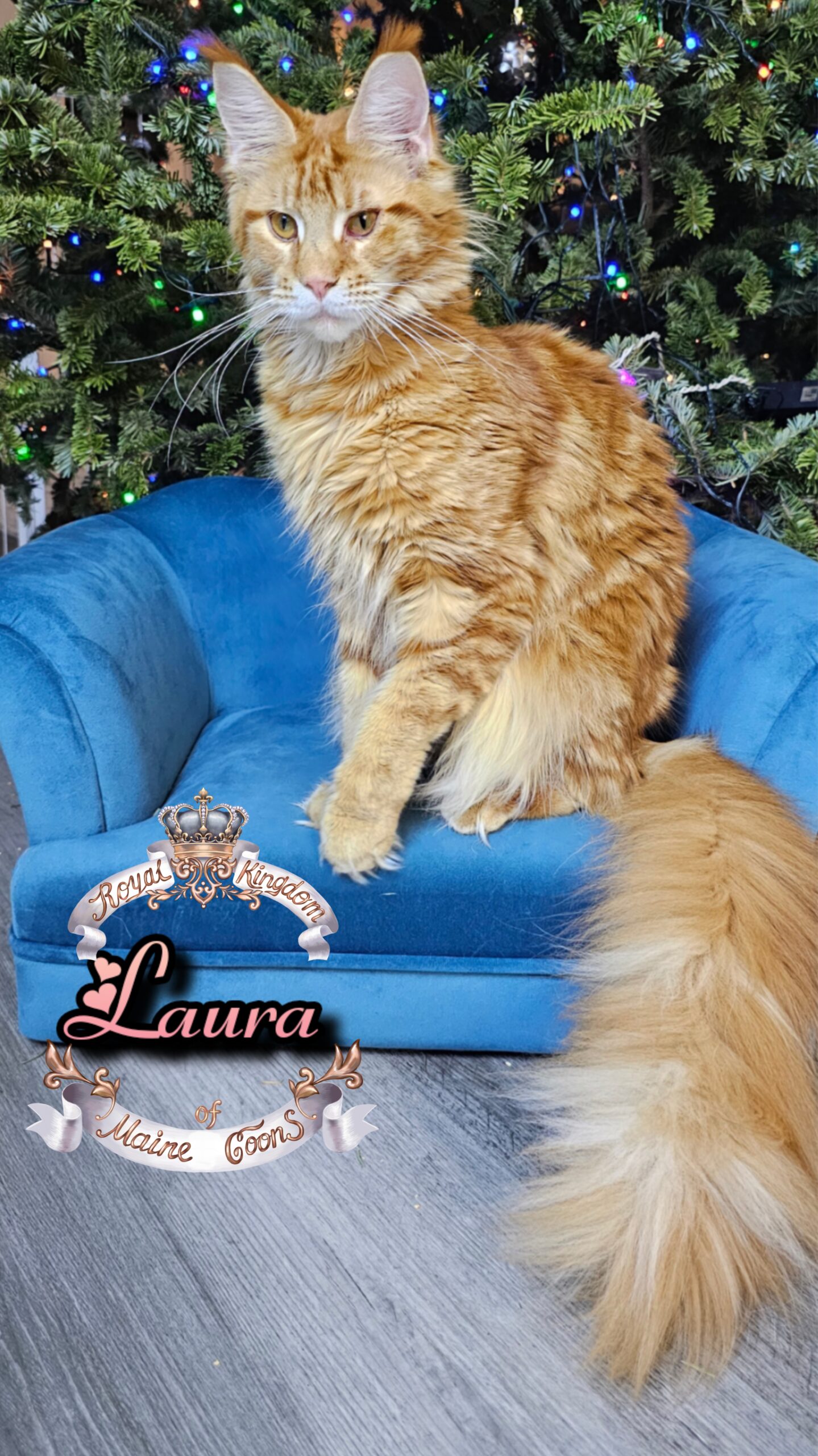 photocollage_20261212631148