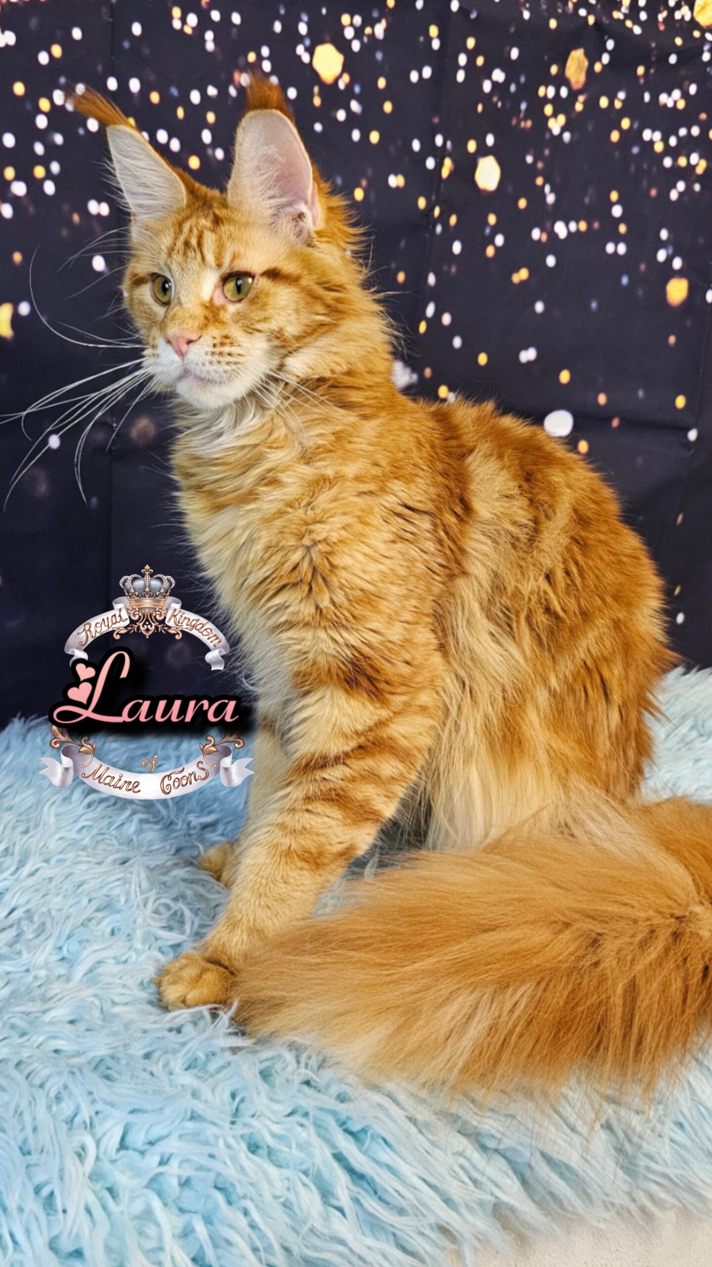 photocollage_20261212725501