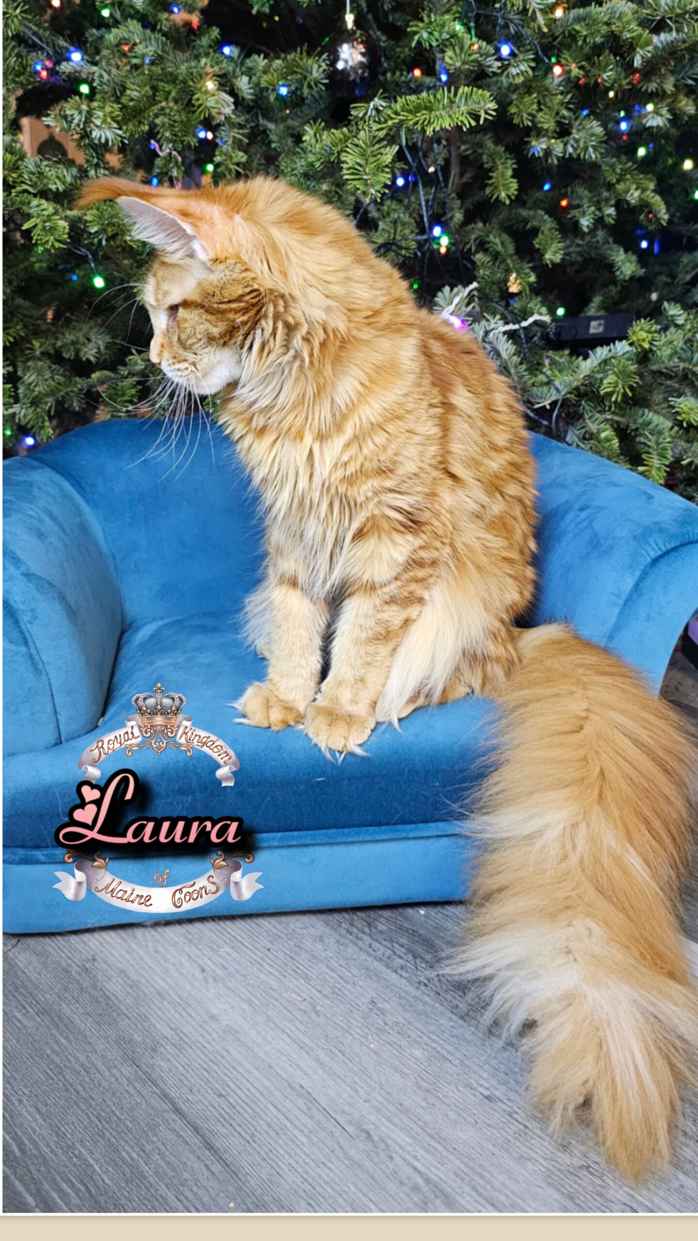 photocollage_20261212748552