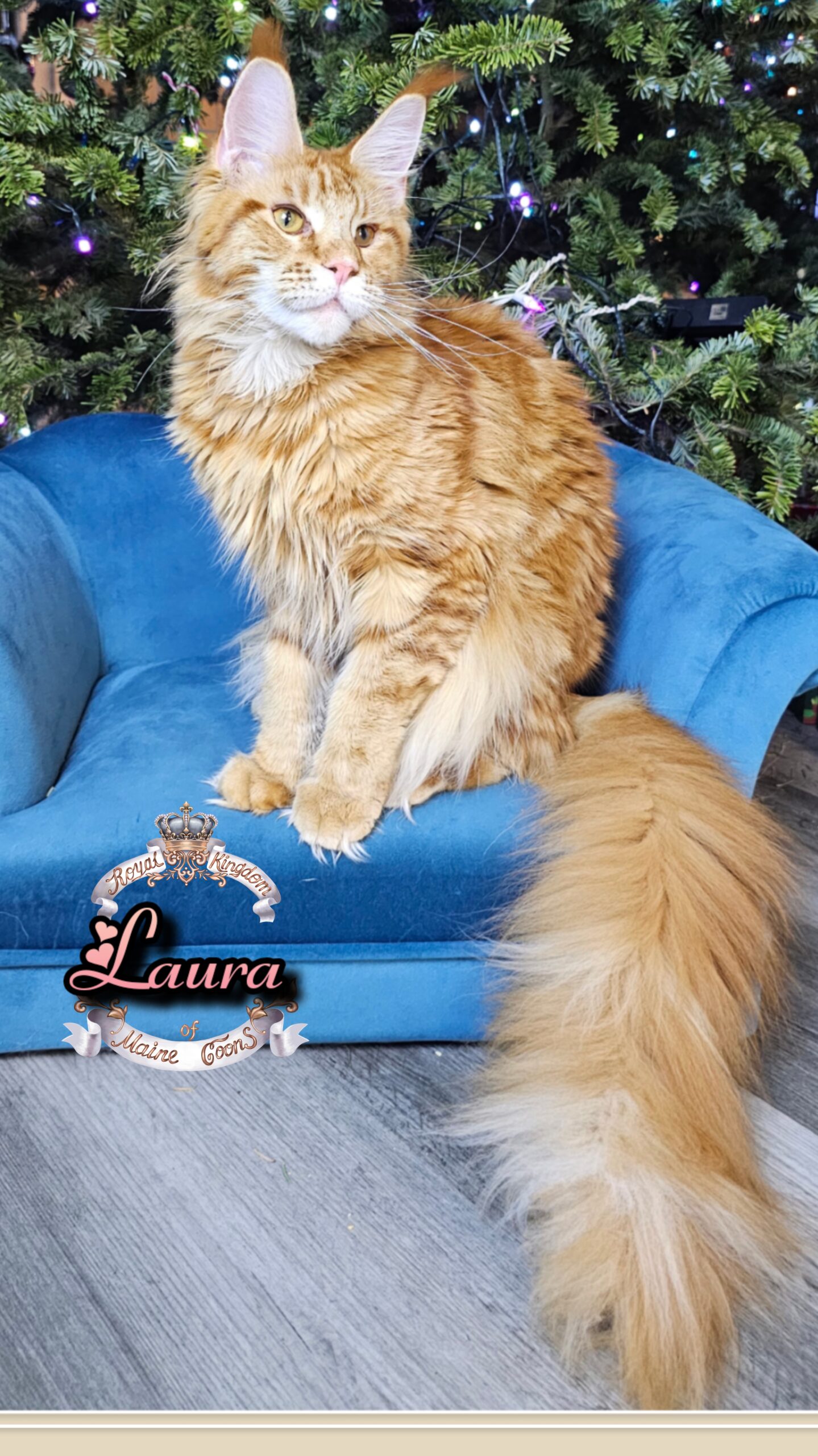 photocollage_2026121281852