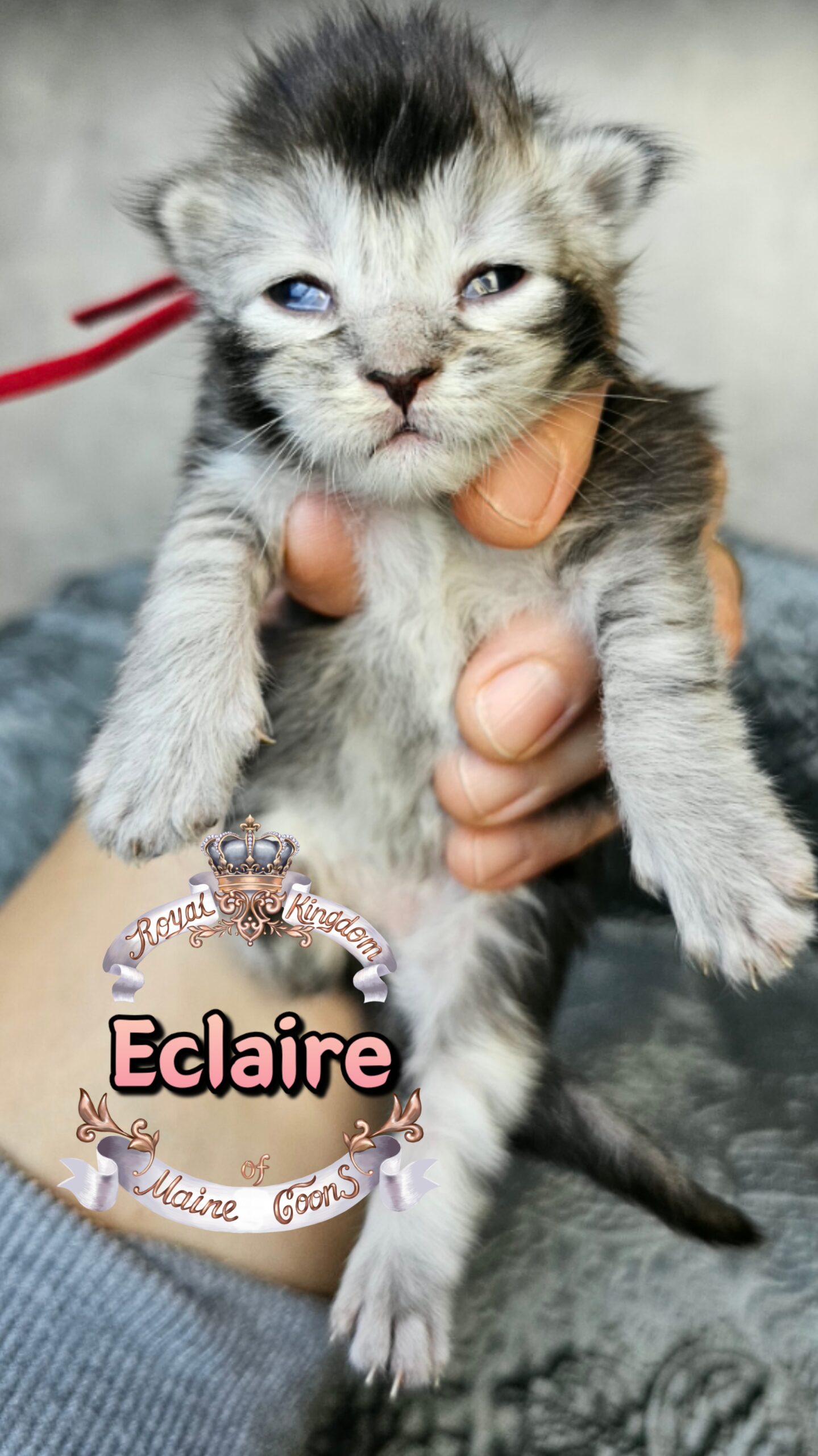 photocollage_202631723425830