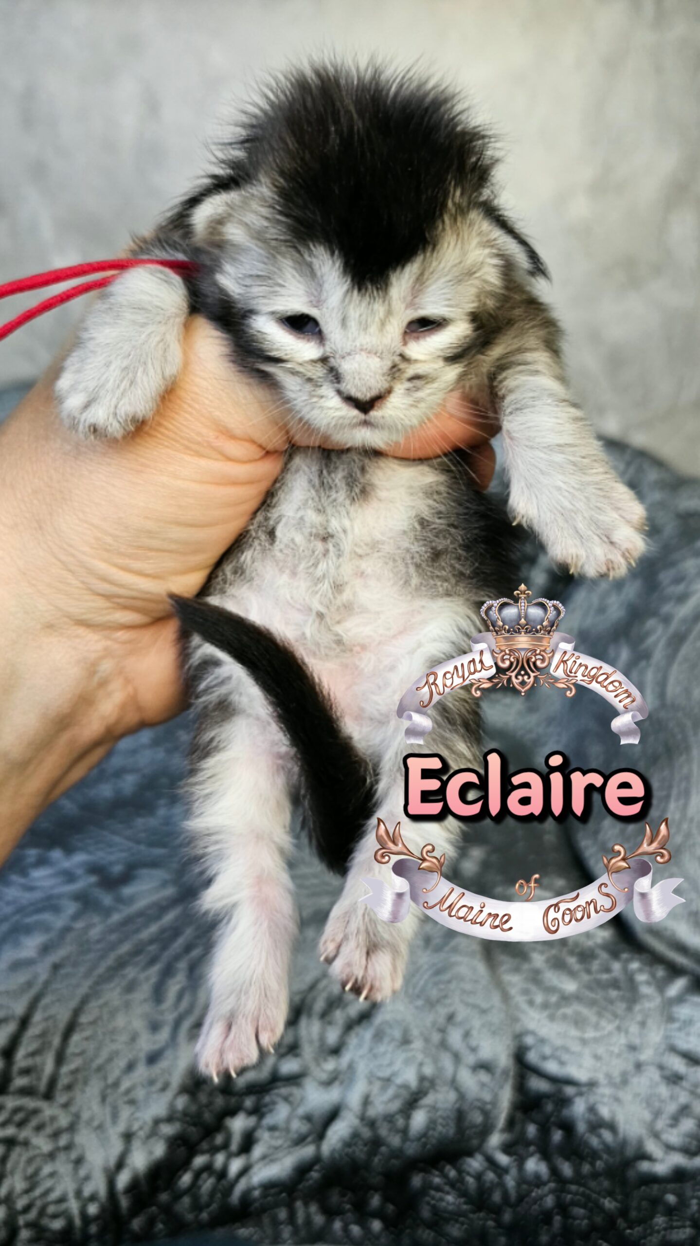 photocollage_20263172351860