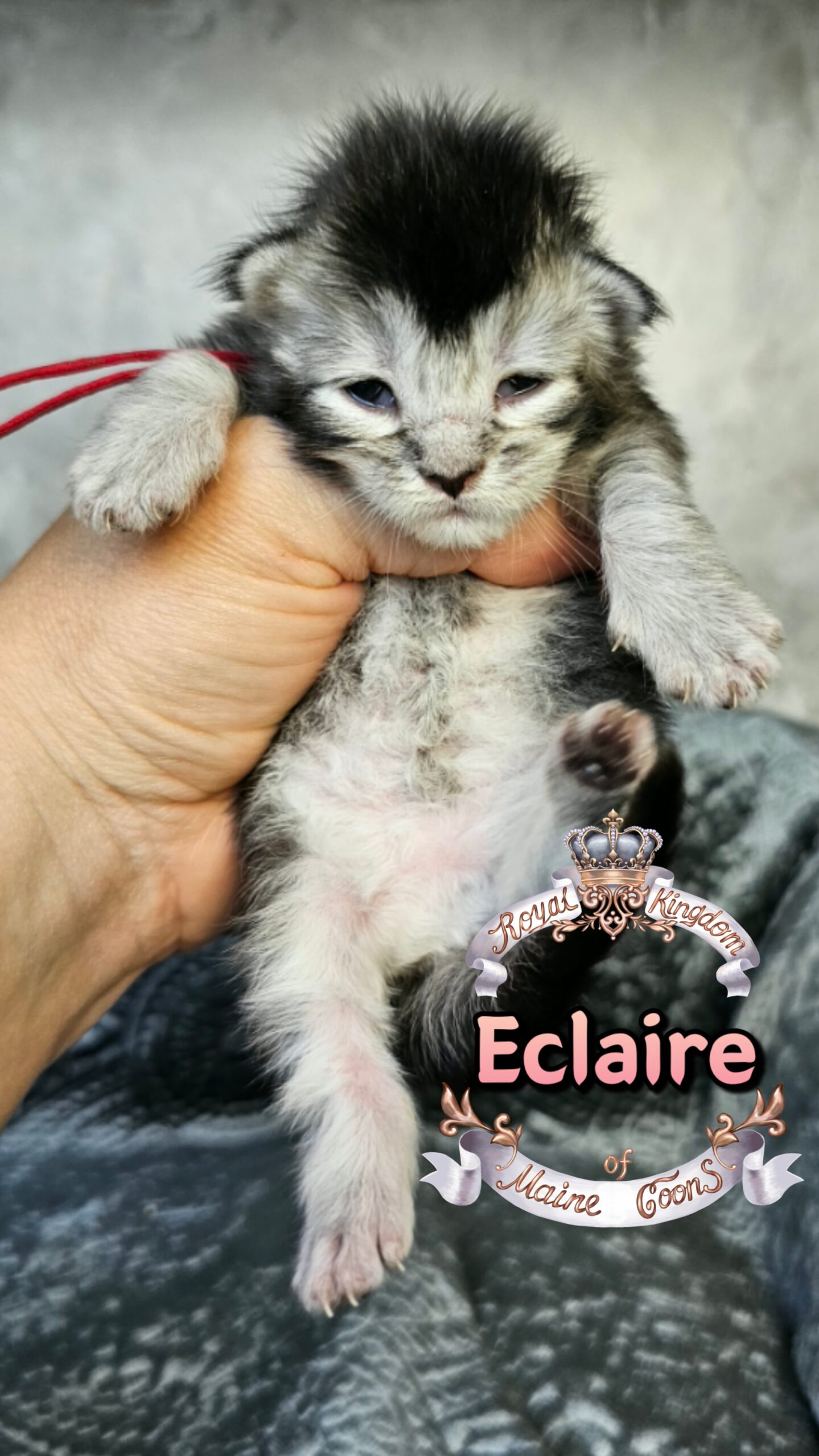 photocollage_202631723526632