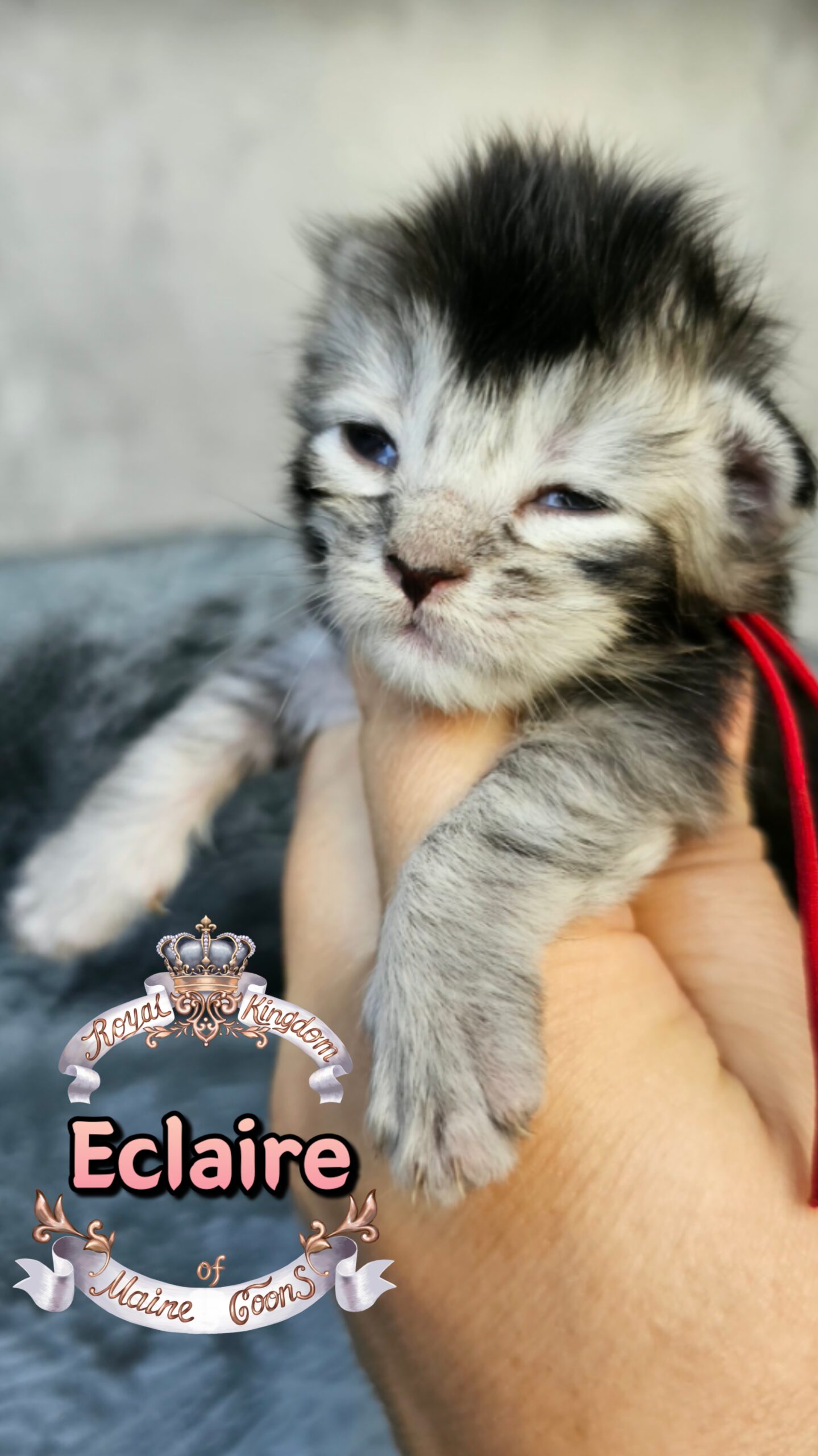 photocollage_202631723556871