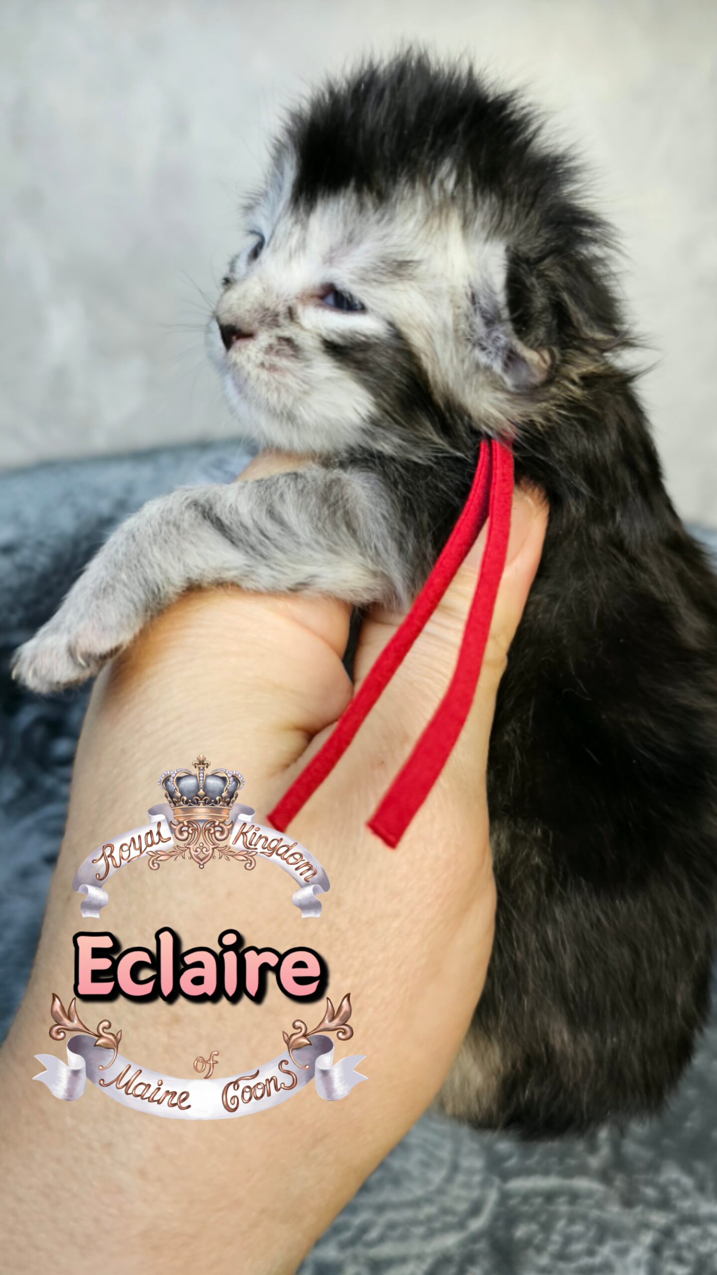 photocollage_202631723621681