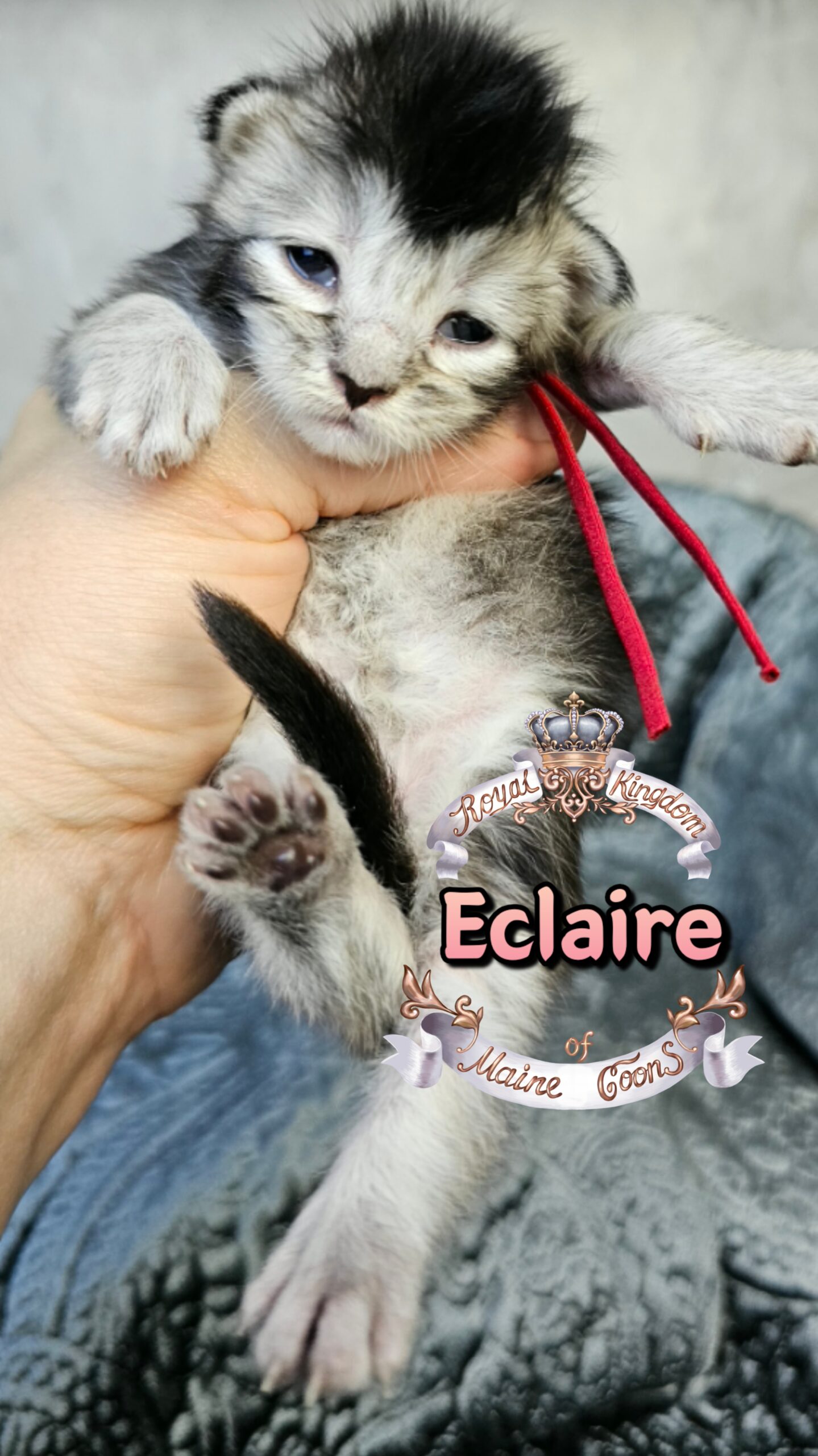 photocollage_202631723714113