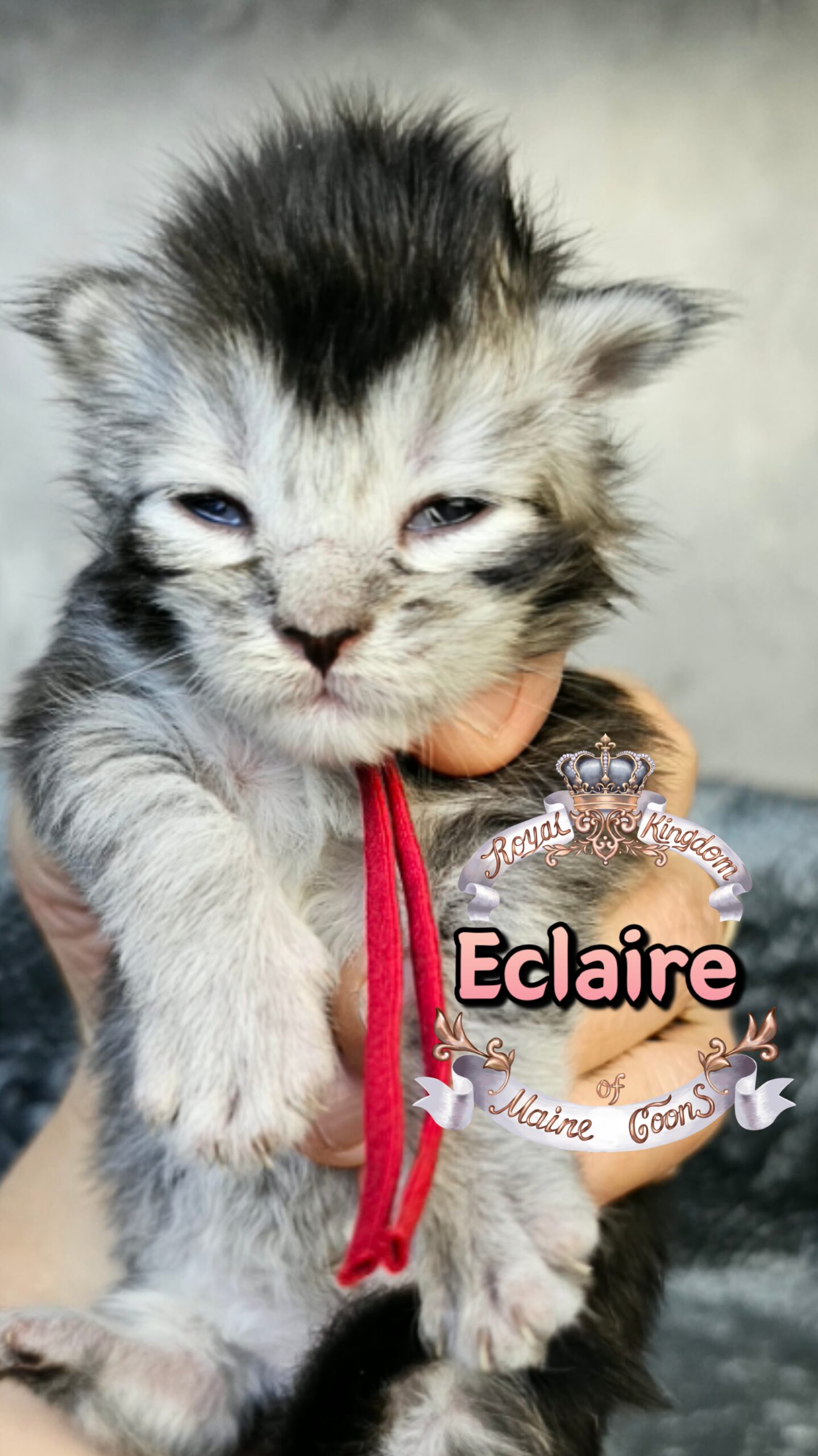 photocollage_202631723741439