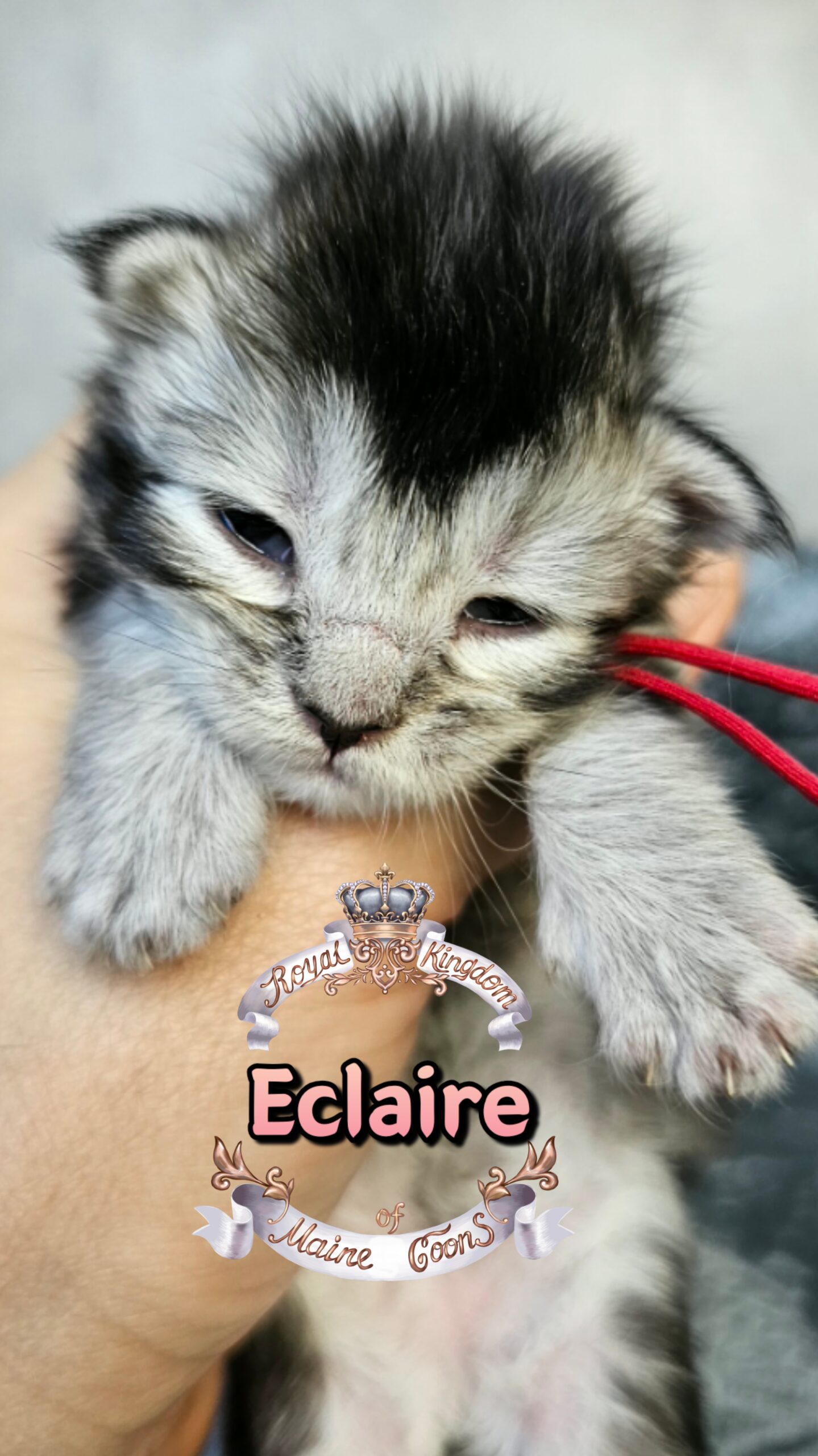 photocollage_20263172384185