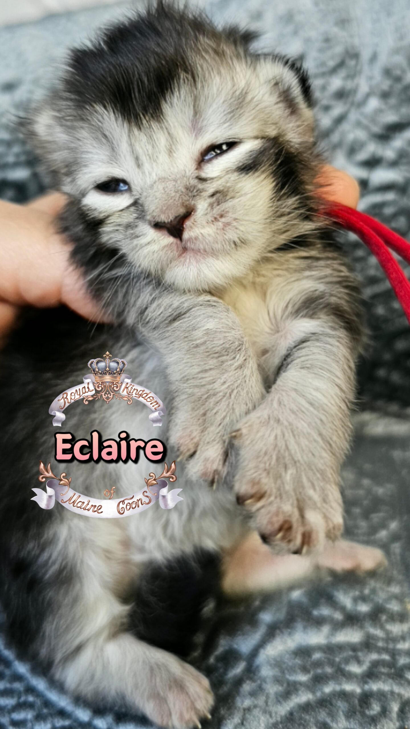 photocollage_20263172396274