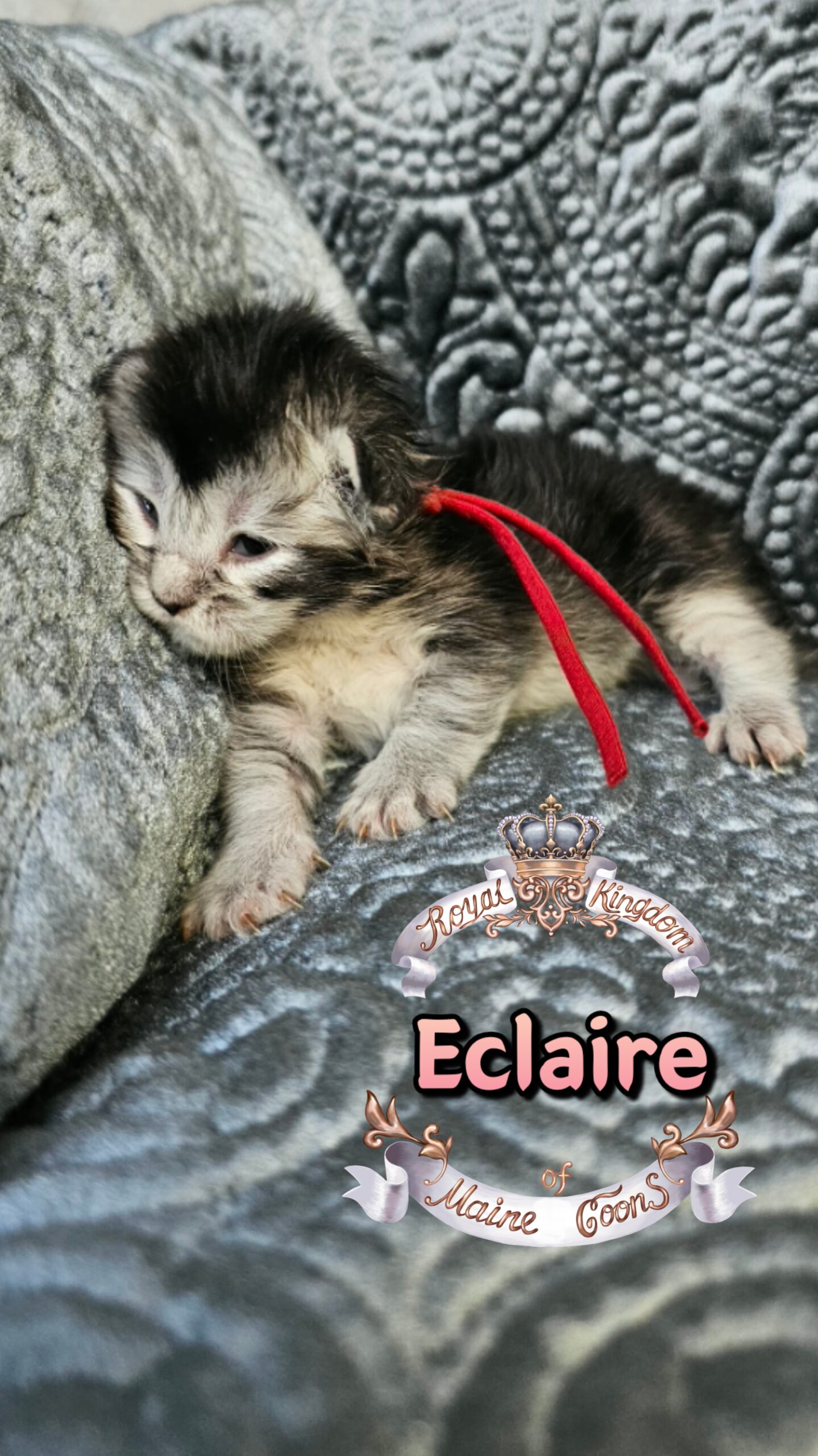 photocollage_202631724022887