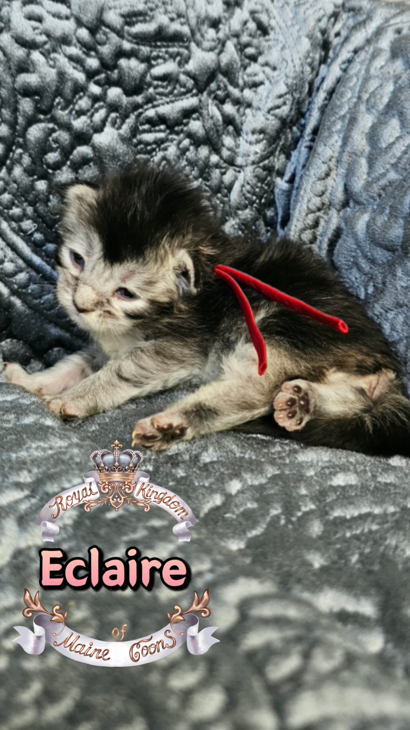 photocollage_202631724055997