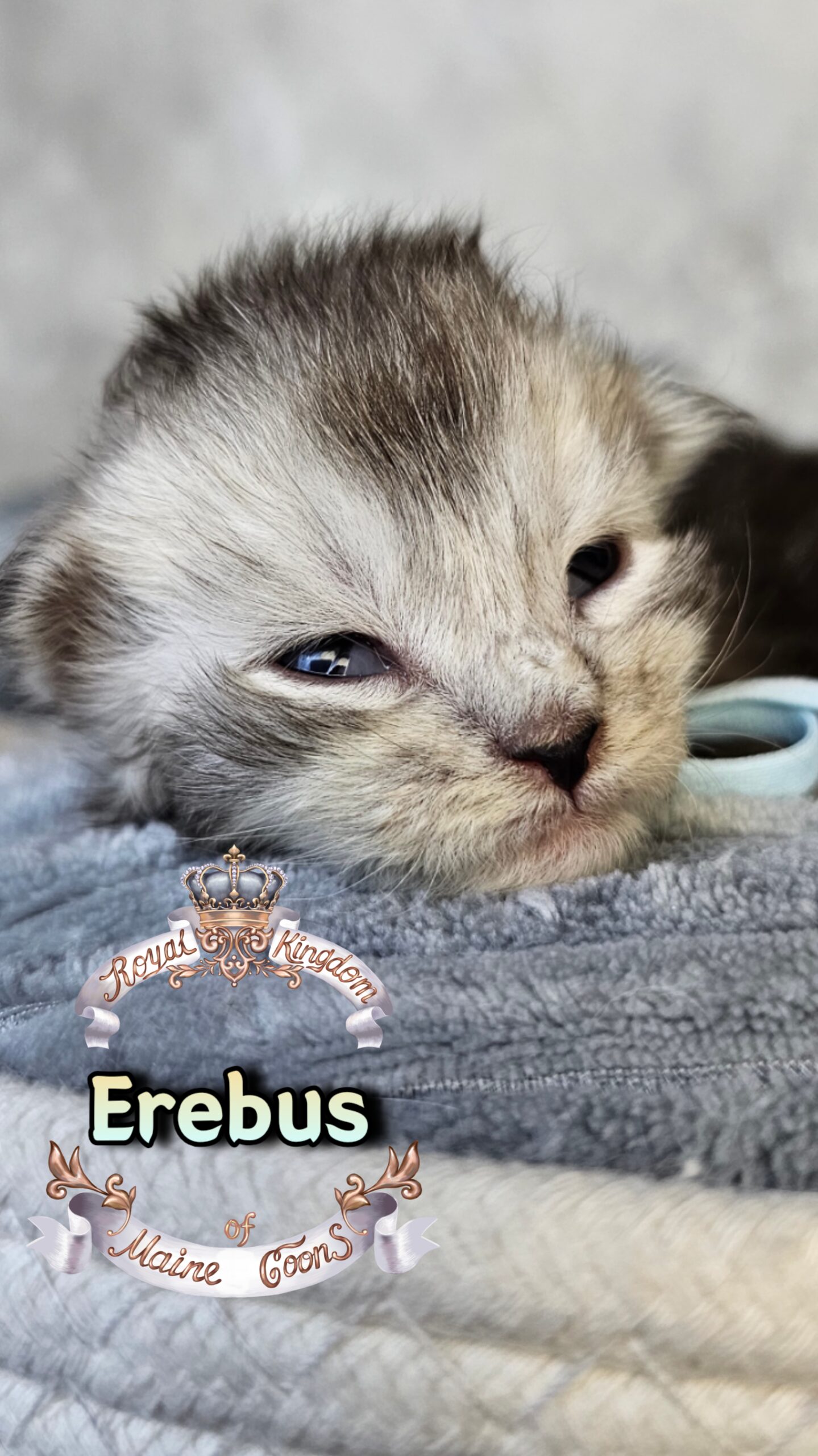 photocollage_202631724543249