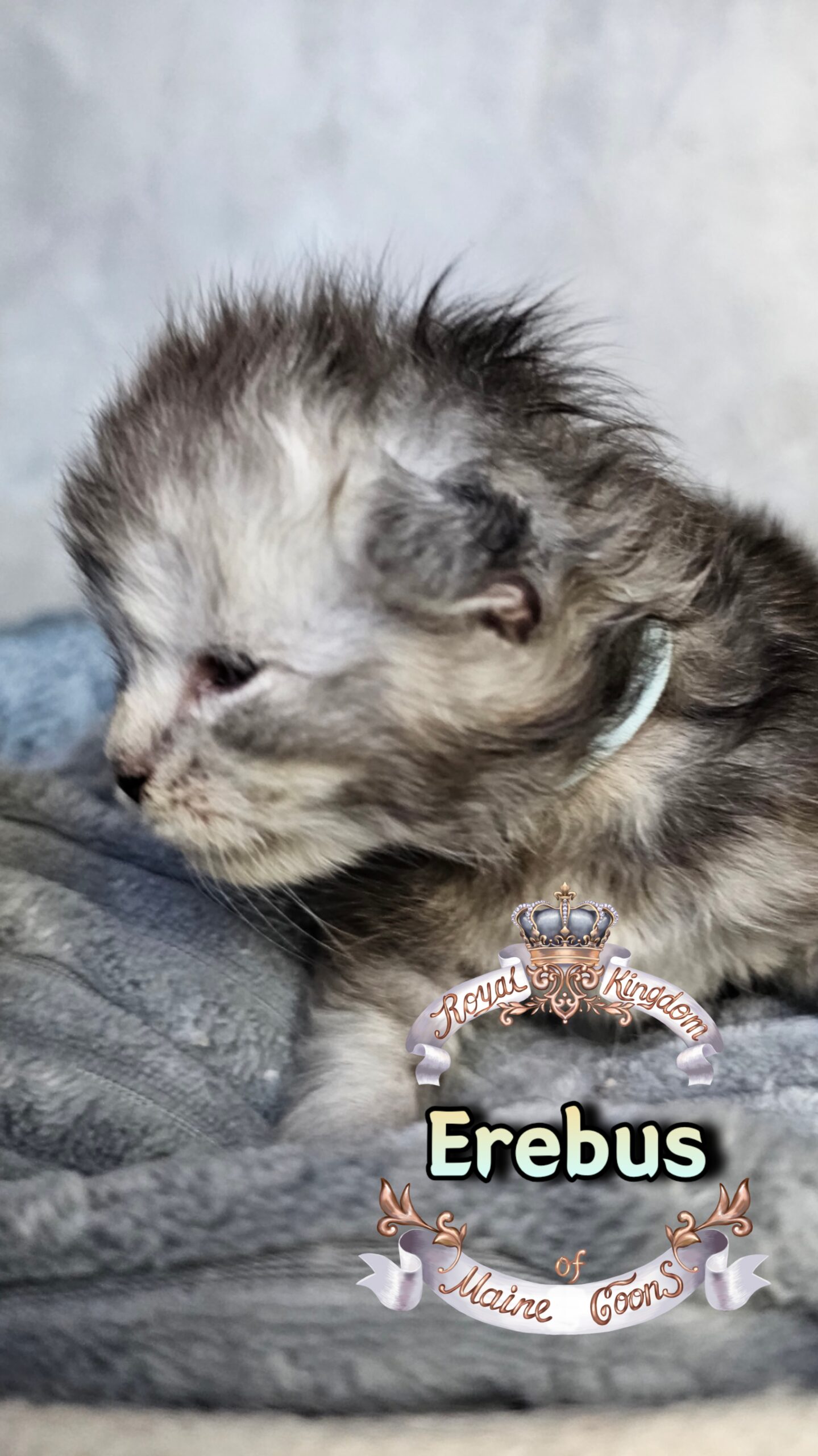 photocollage_202631724624419