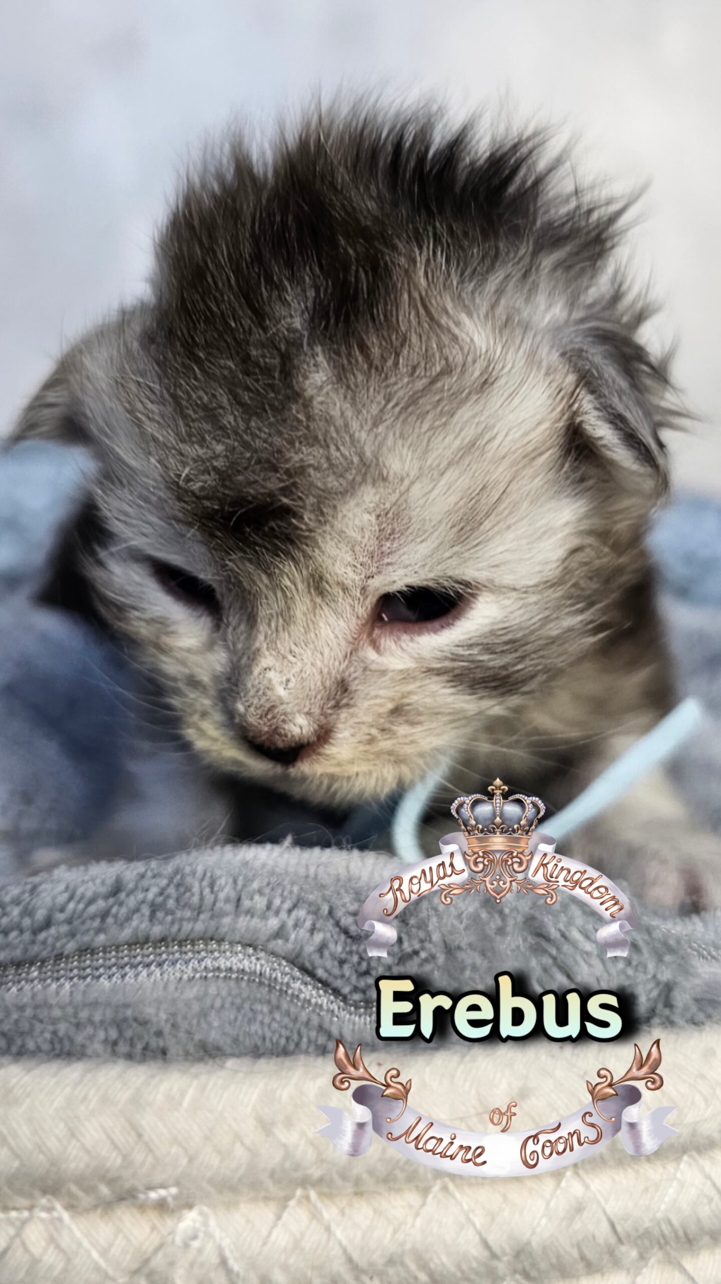 photocollage_20263172462786